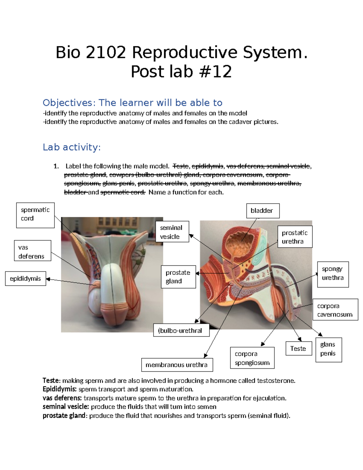 Bio 2102 Reproductive System Post Lab #12: Anatomy Identification Guide ...
