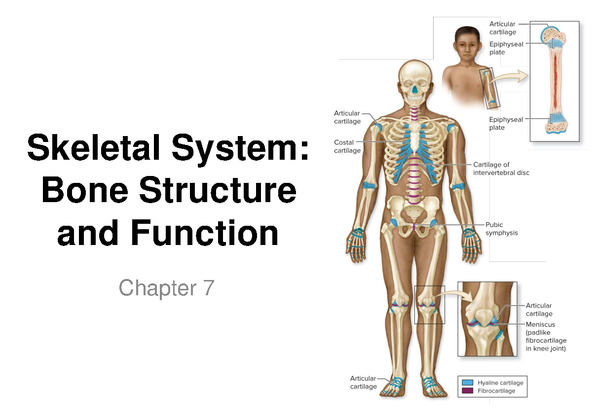 CH 7 Lecture: Skeletal System - Bone Structure & Function - Studocu