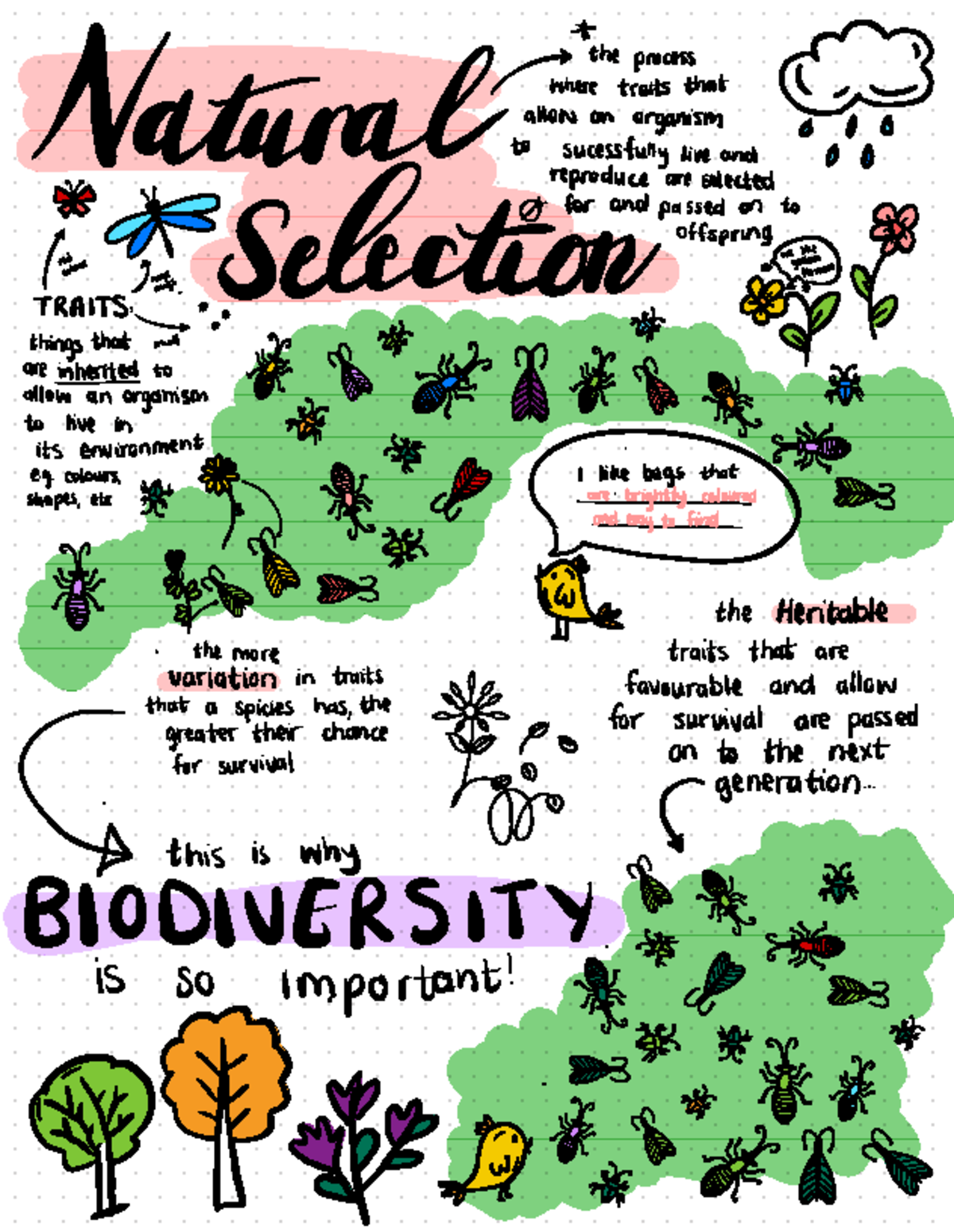 Shané natural selection notes - the process Natural where ...