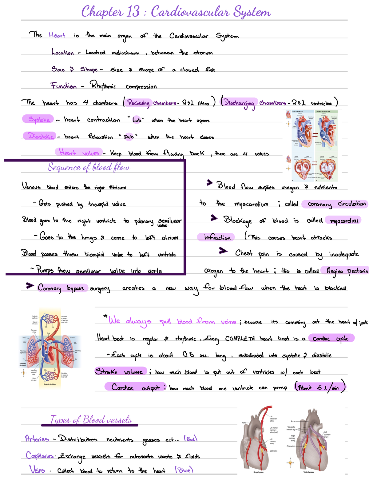 CH13 - Cardiovascular system notes - Chapter 13 : Cardiovascular System ...