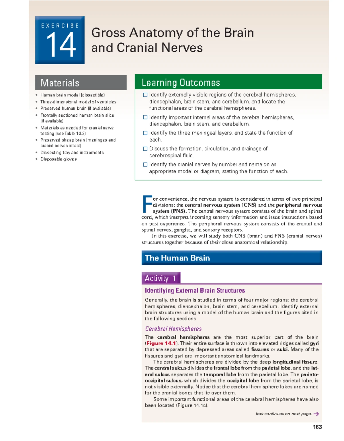Lab EX 12: Detailed Study of Muscles in Gross Anatomy - Studocu
