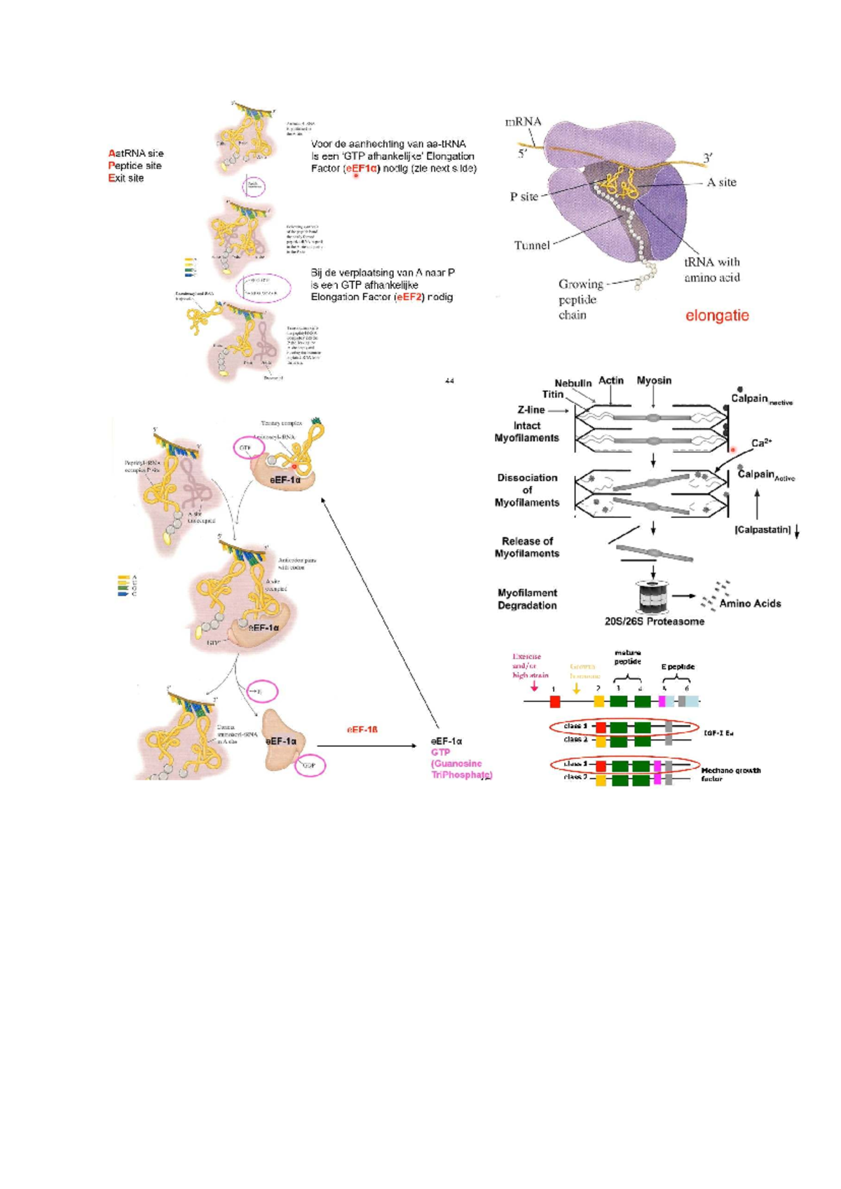 mRNA Elongation and Translocation Mechanisms in Protein Synthesis ...