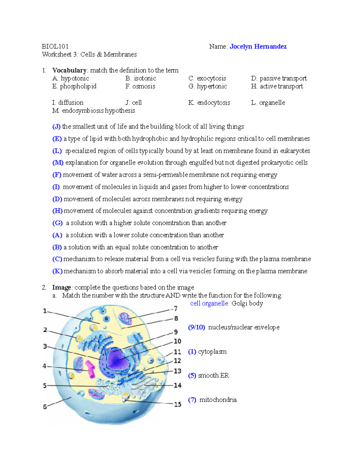 BIOL101 WS3: Cells & Membranes Worksheet and Practice Questions - Studocu