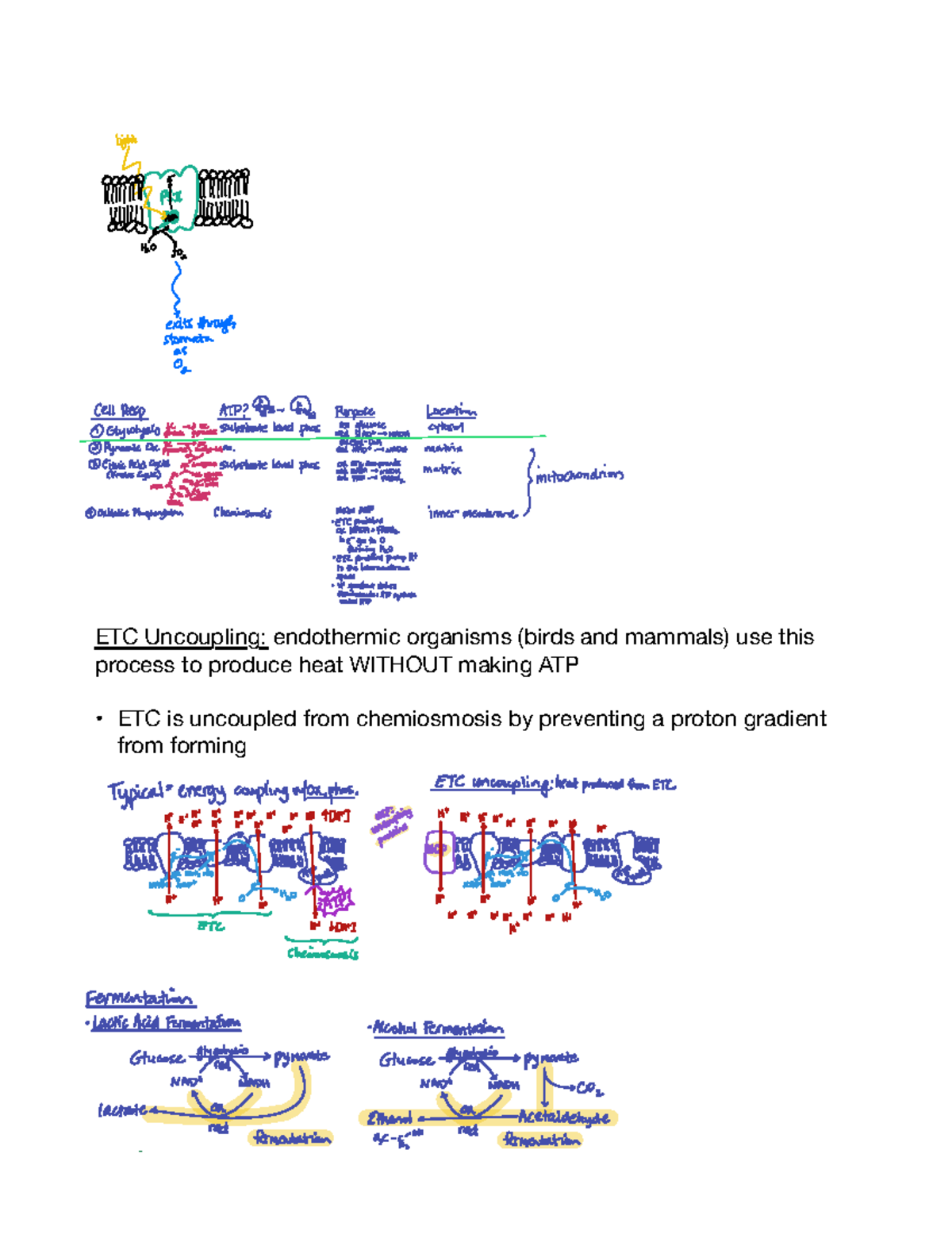 Unit 3 Review: Cellular Respiration & Fermentation (Bio 101) - Studocu