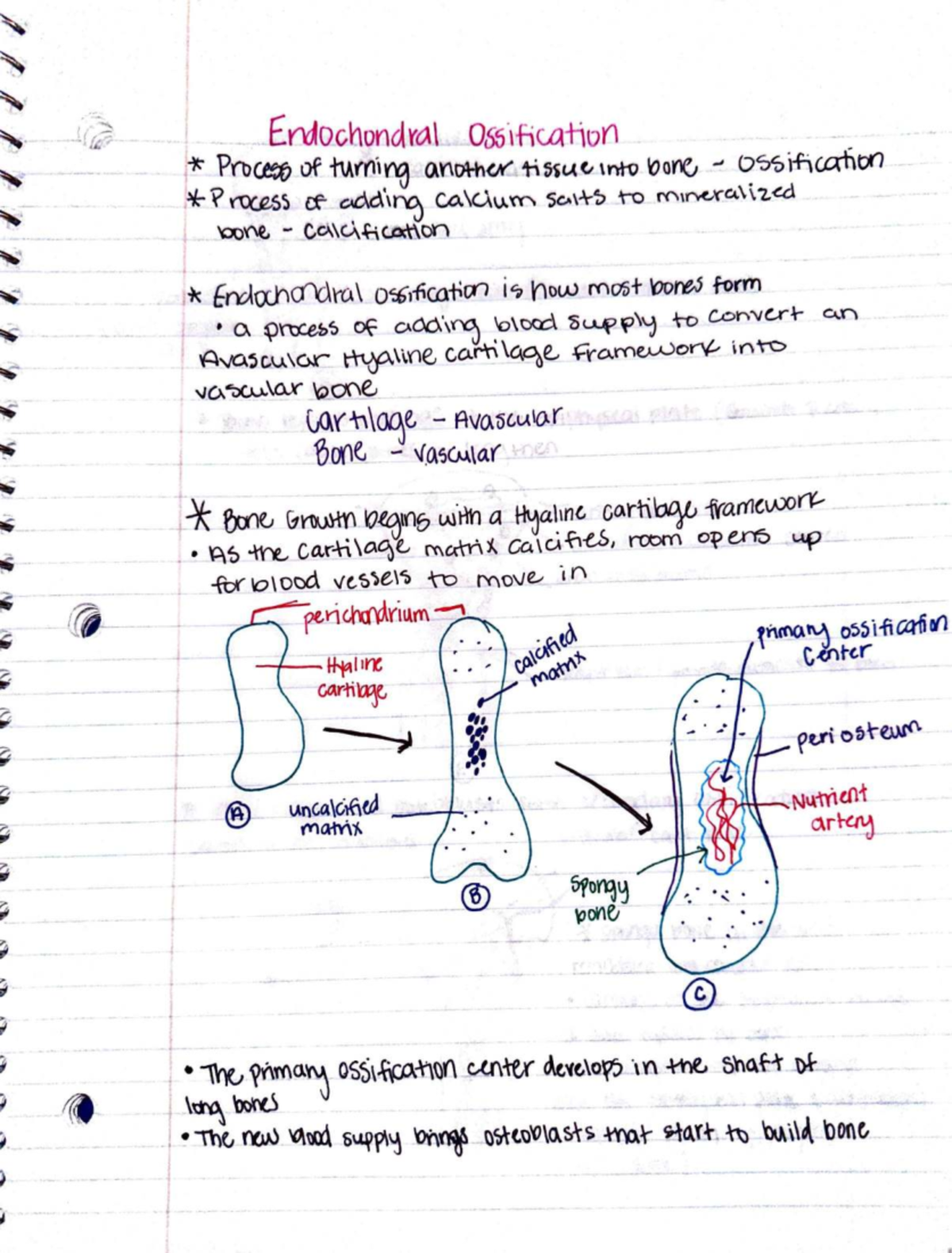 Adobe Scan Jun 16, 2023 - Bone ossification - ::::.... (· - ~ · -· -~I ...