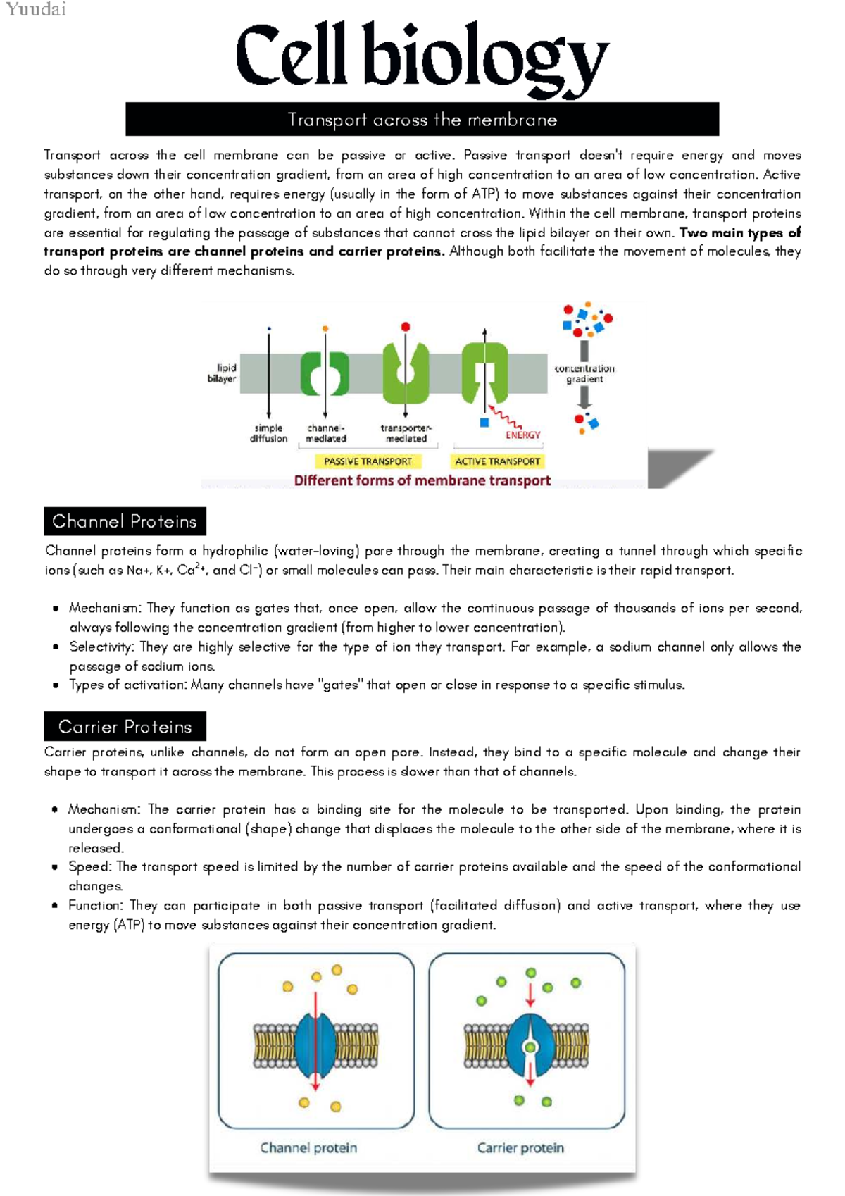 Cell Biology: Membrane Transport Mechanisms Explained - Studocu