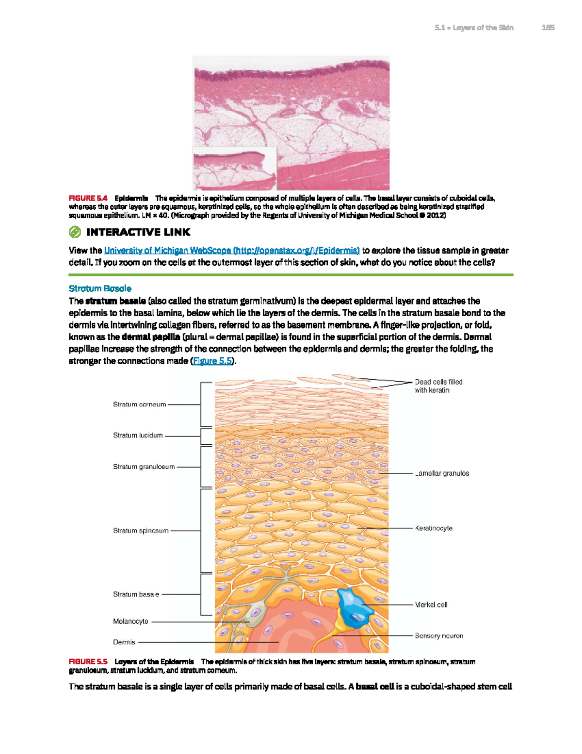 Anatomy and Physiology 2e: Study Notes on Skin Layers and Functions ...