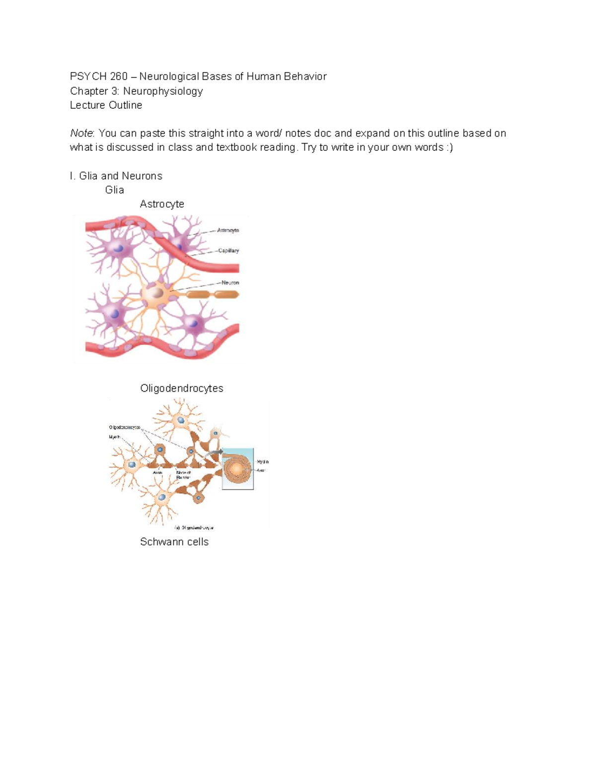 PSYCH 260 - Chapter 3: Neurophysiology Lecture Outline - Studocu