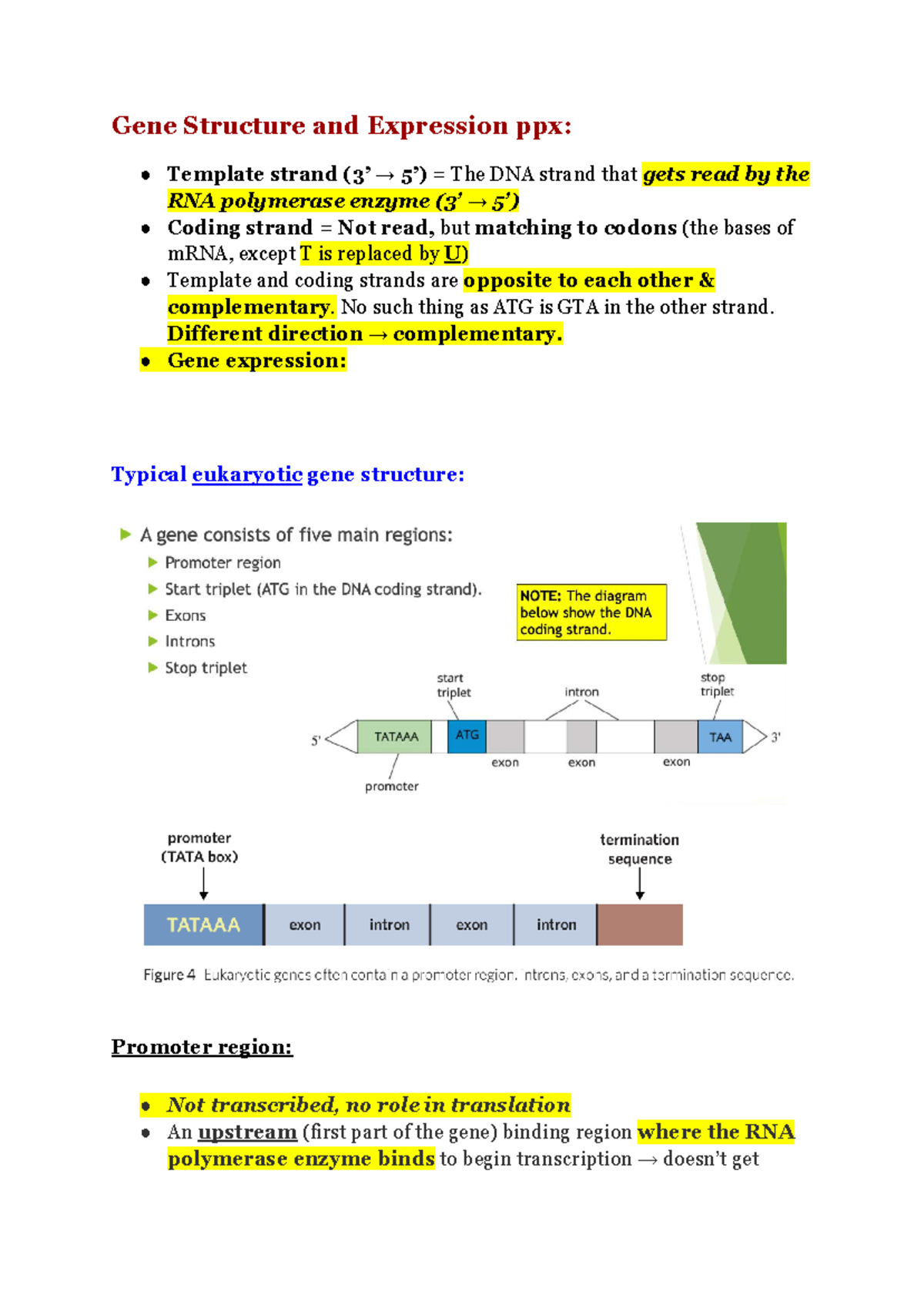Gene Structure and Expression (BIO101): Overview and Mechanisms - Studocu