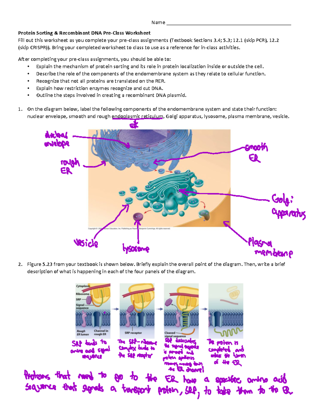 Week+8b+Pre-Class+Reading+Guide+-+Protein+Sorting+%26+Recombinant+DNA ...