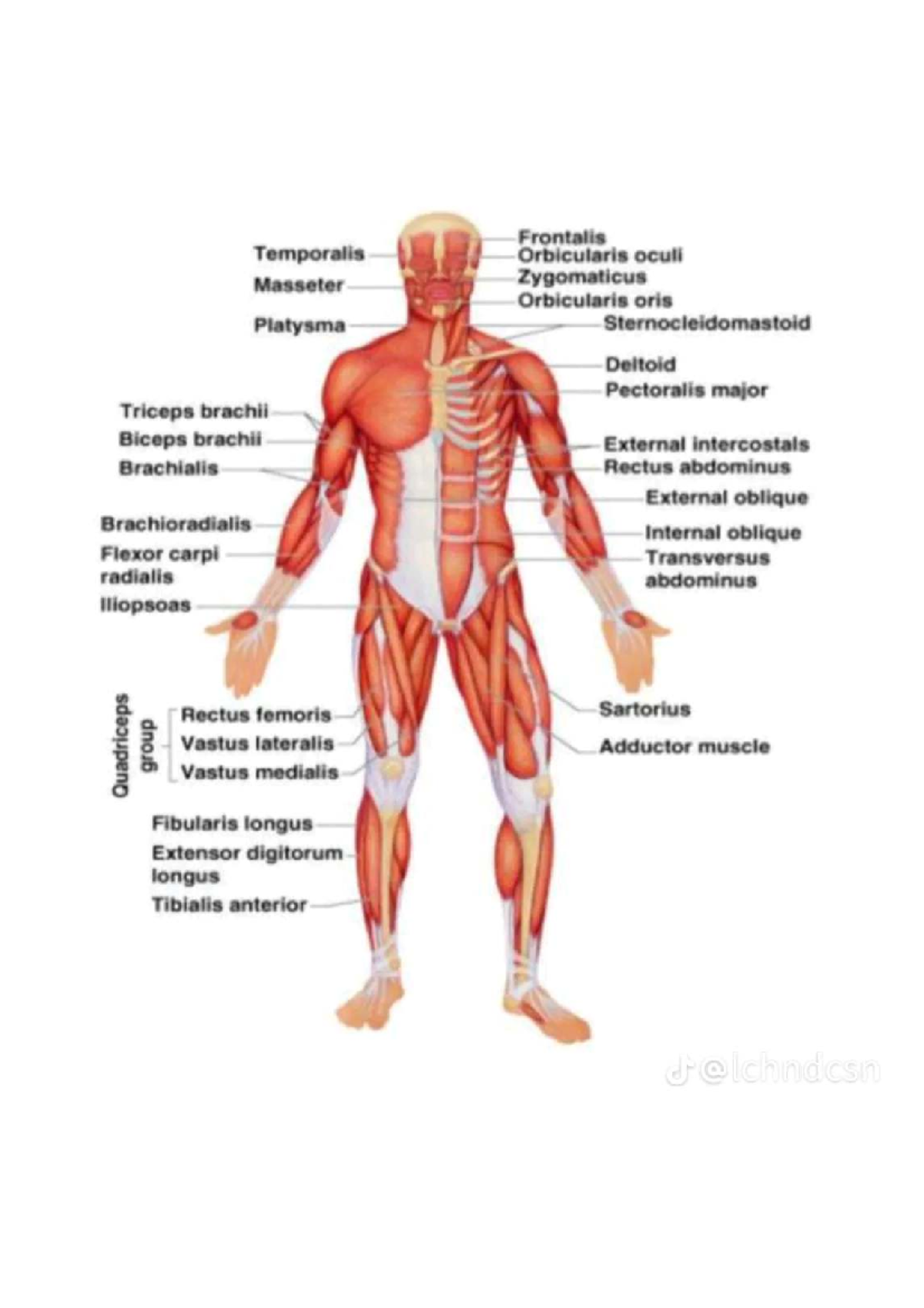 Muscle Anatomy and Physiology Study Guide (Course Code: 073245) - Studocu