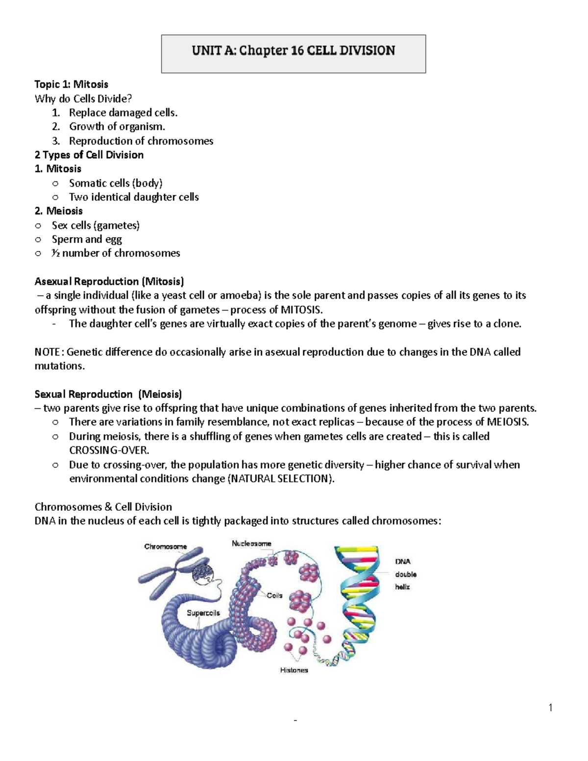 Biology Lecture Notes: Mitosis and Meiosis Overview - Studocu