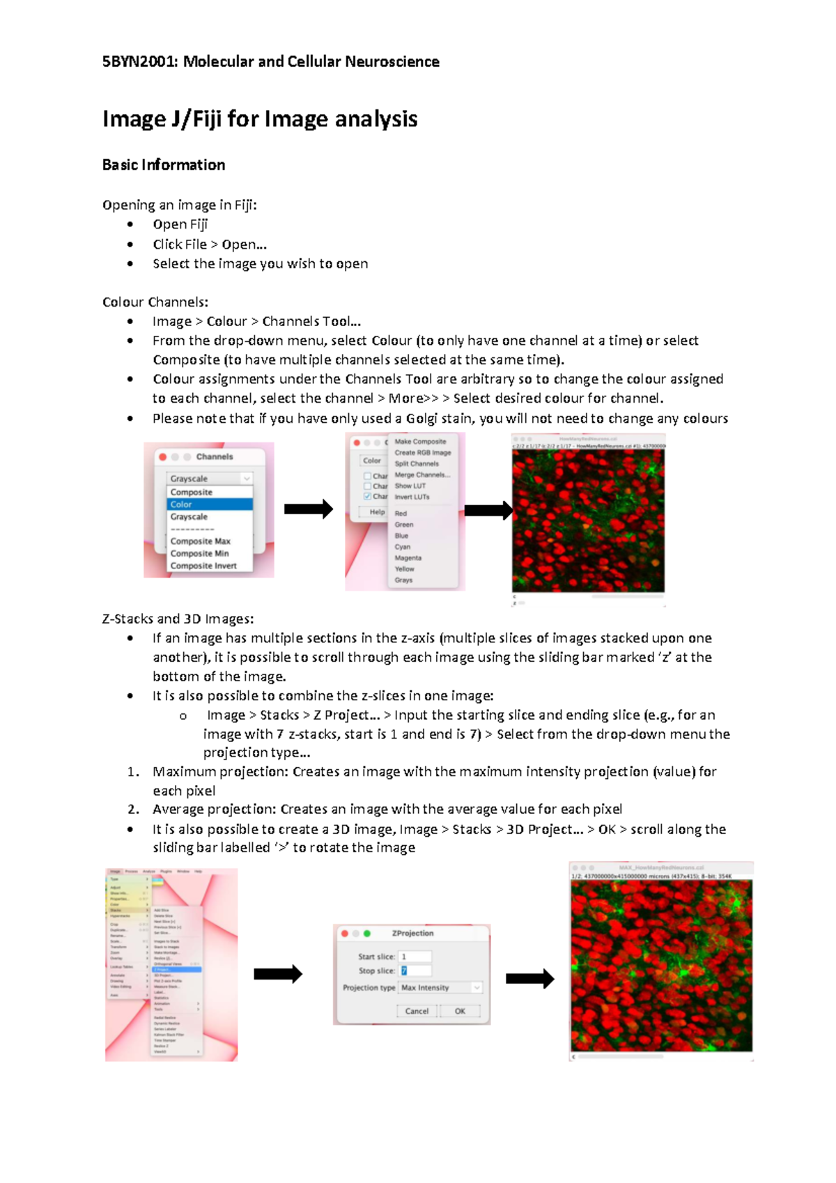 5N2001: Molecular and Cellular Neuroscience ImageJ Analysis Guide - Studocu