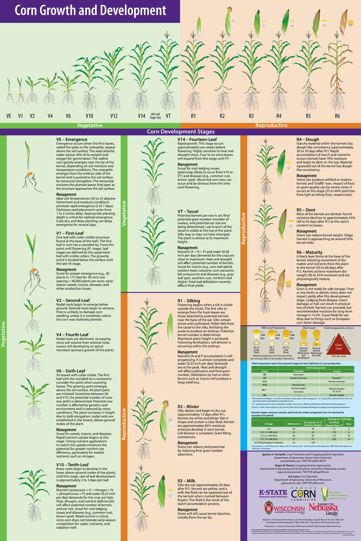 Corn Growth and Development Stages: V12 to R6 Overview (A4126 EC3001 ...