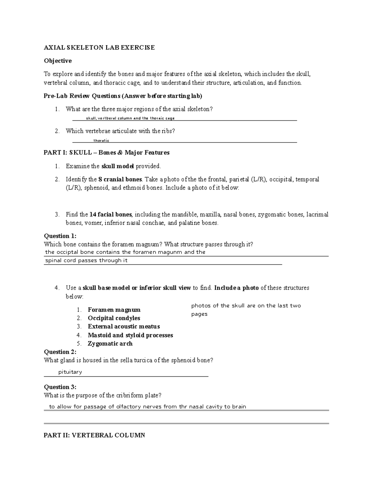 AXIAL SKELETON LAB EXERCISE (BIO 101) - Bone Identification & Functions ...