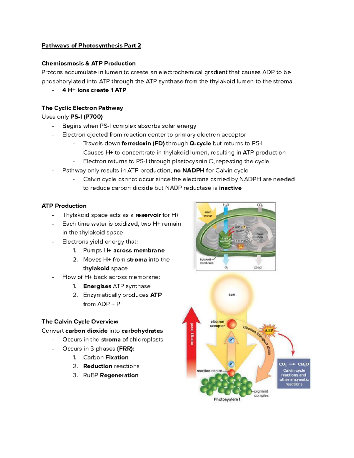 Pathways of Photosynthesis TWO - Pathways of Photosynthesis Part 2 ...