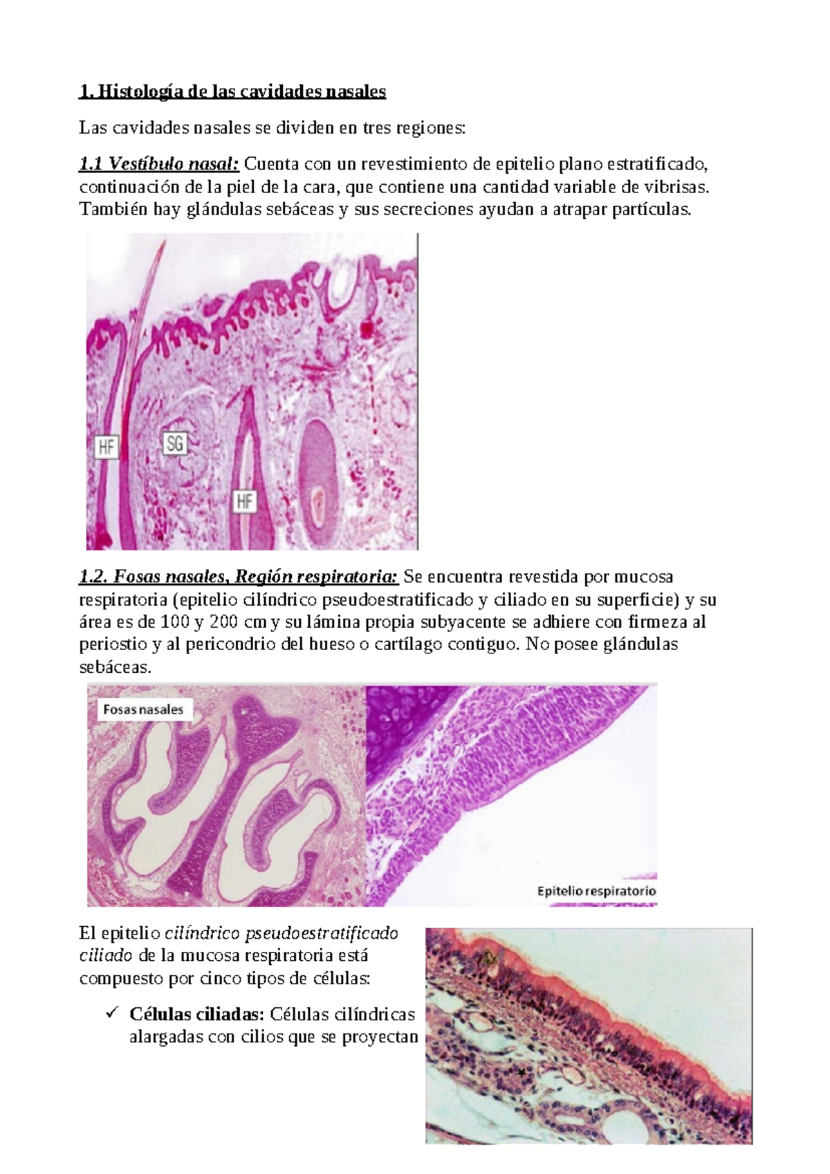 Histofisiología del Sistema Respiratorio: Detalles Histológicos y Funcionales - Document Preview