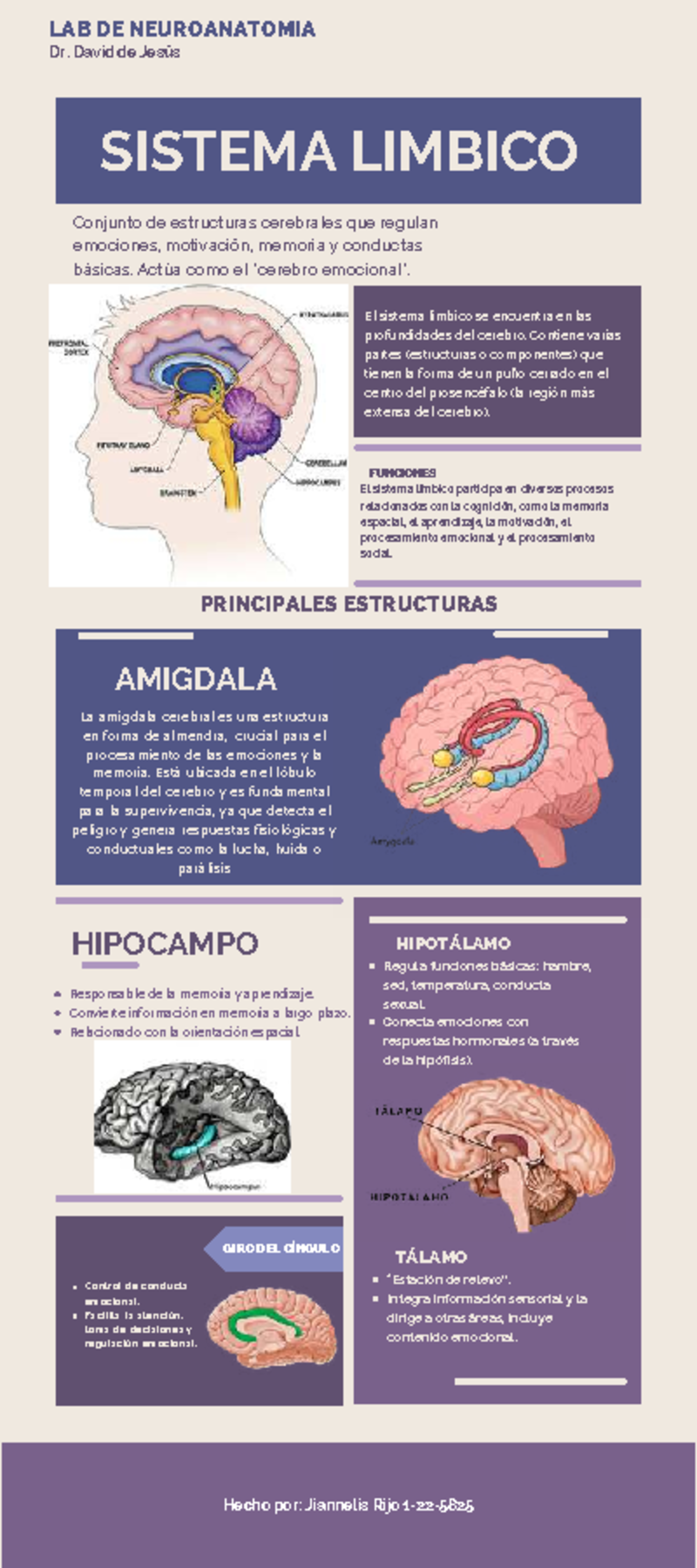 5.3: Nuestros cerebros controlan nuestros pensamientos, sentimientos y  comportamiento - LibreTexts Español, image size:1200x2700