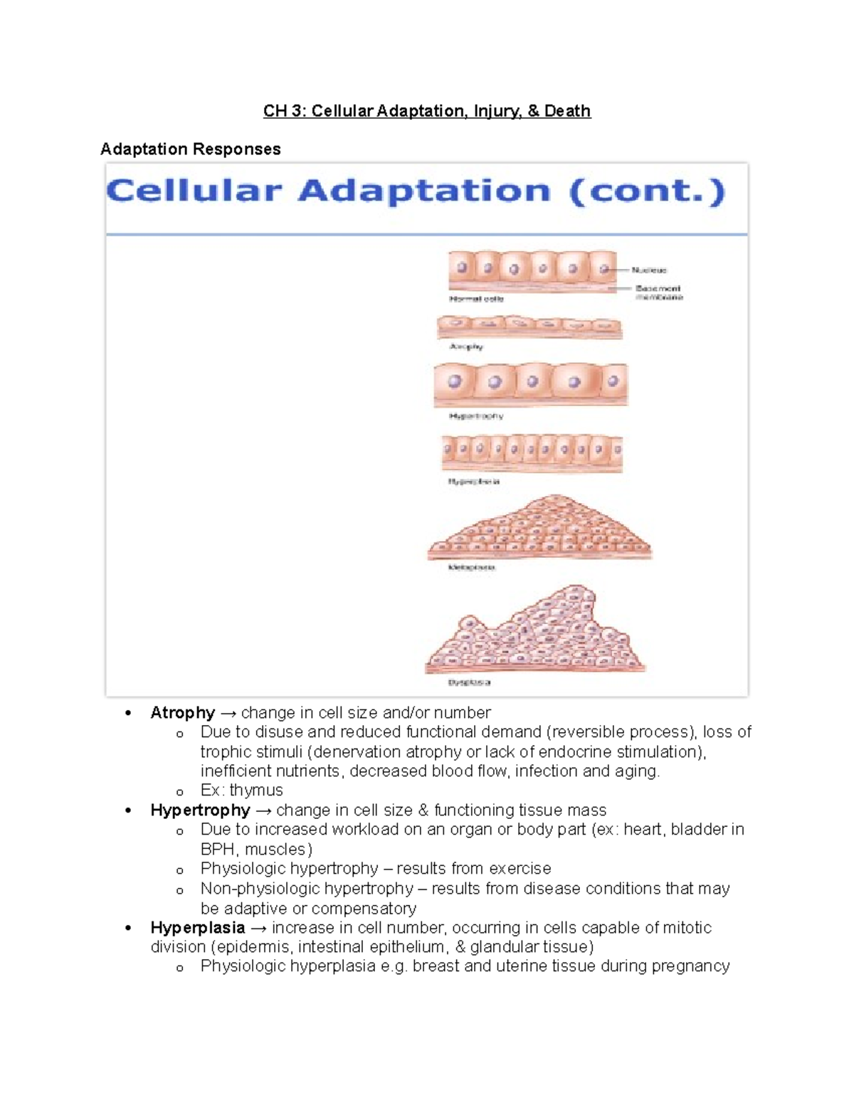 Ch 3 SG - Chapter 3 Lecture notes - CH 3: Cellular Adaptation, Injury ...