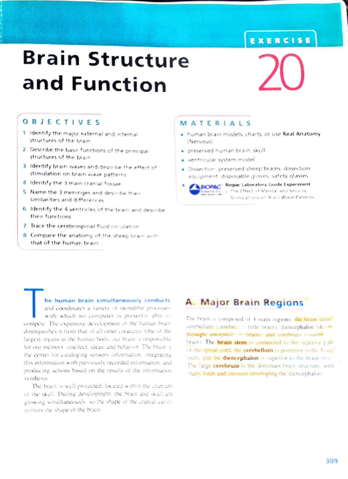Exercise 20: Brain Structure and Function - Internal and External ...