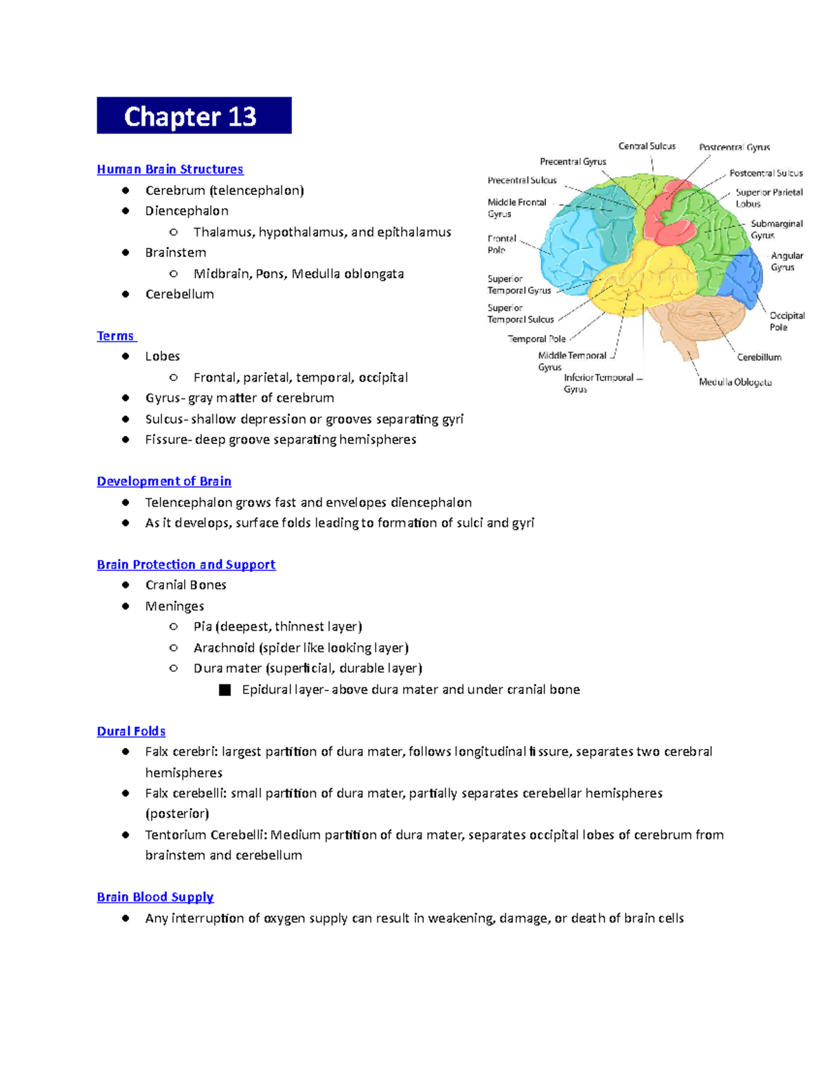 A&P 102 Exam 1 Study Guide for Winter 2023: Brain & Spinal Cord ...