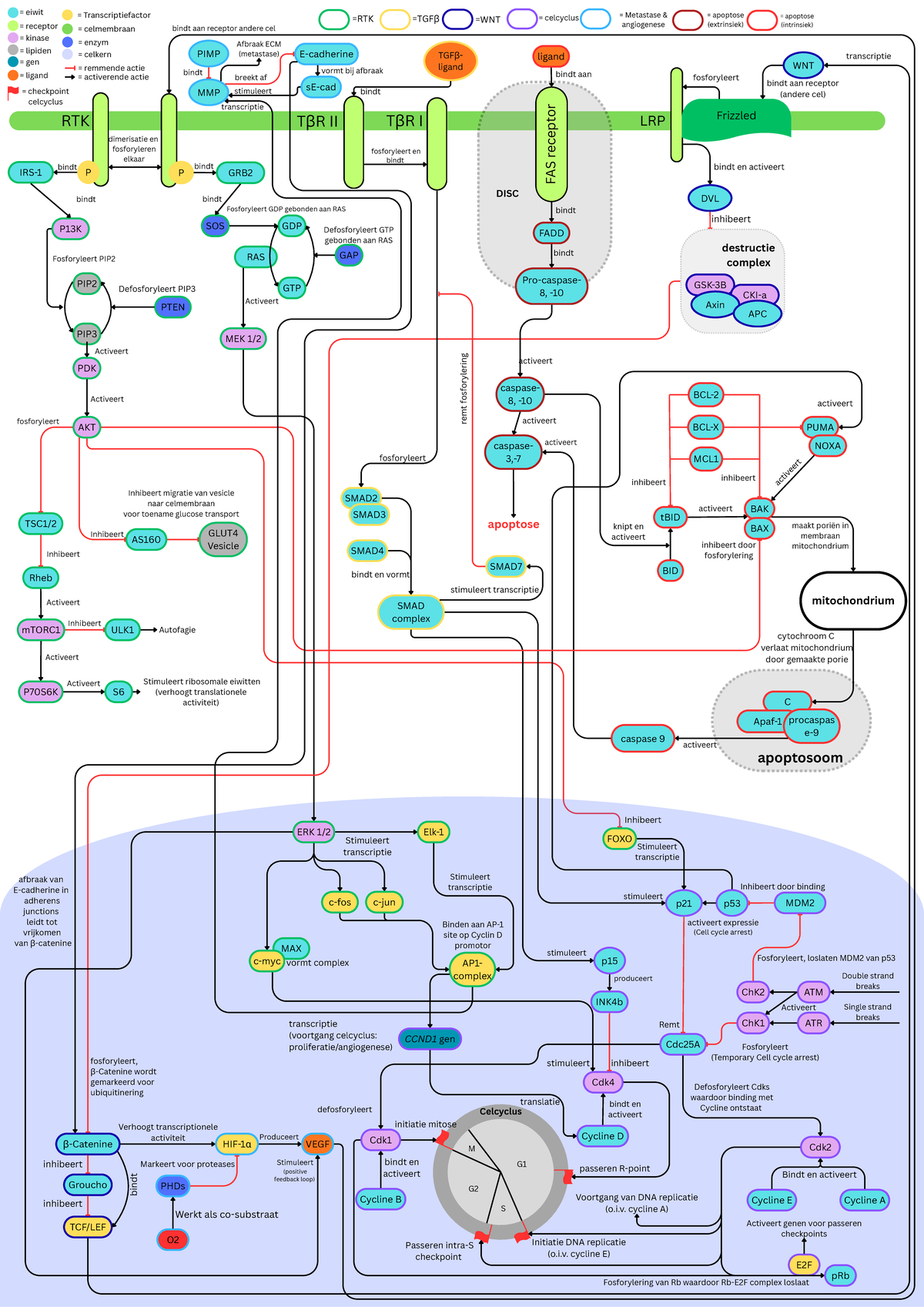 CMap Celbiologie: Transcriptiefactoren en Celcyclus Regulatie - Studeersnel