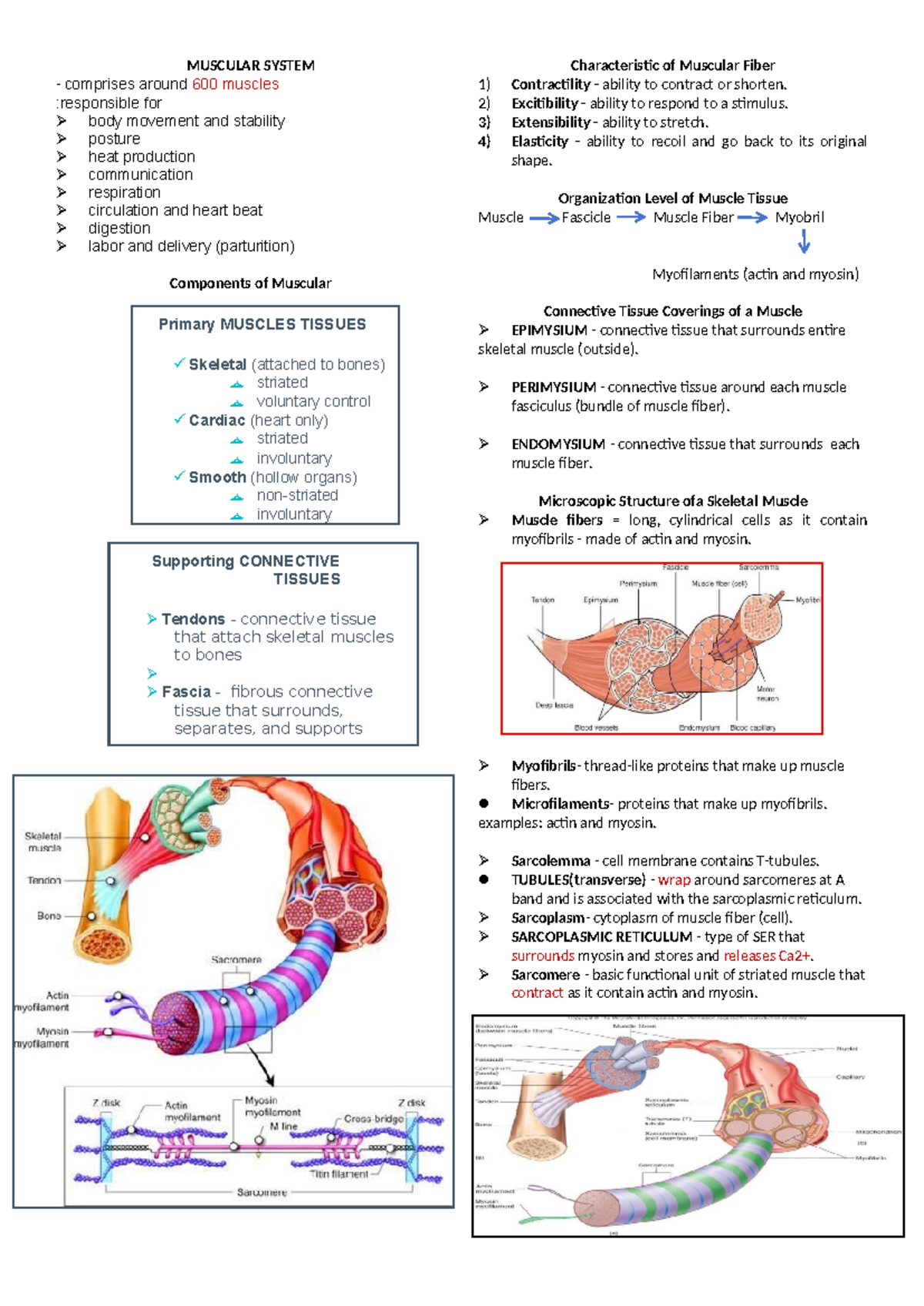 MUSCULAR SYSTEM: Comprehensive Overview for Nursing (NURS 101) - Studocu
