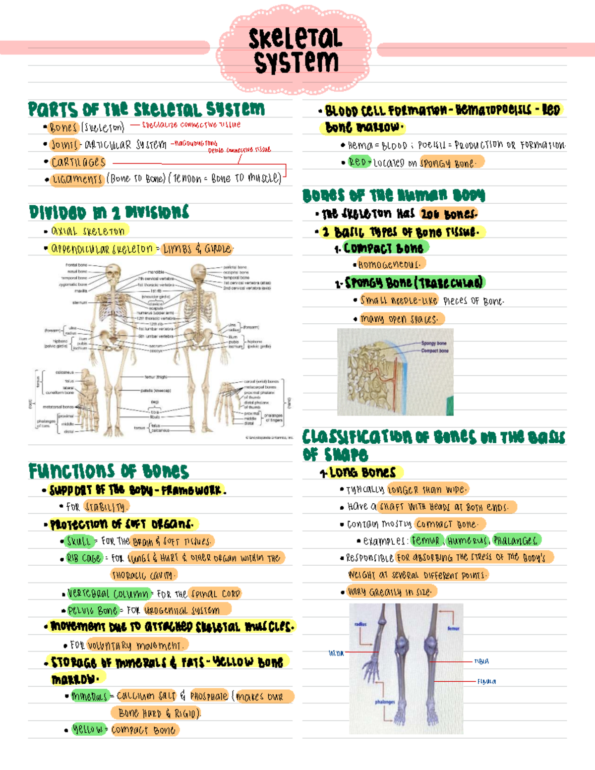 ANPH 101 Midterm Lecture Notes: Skeletal and Muscular Systems - Studocu