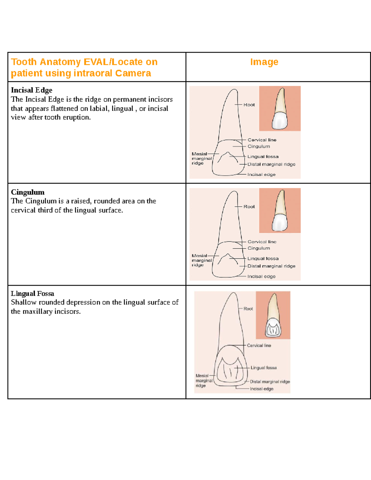 Marginal Ridges And Cingulum