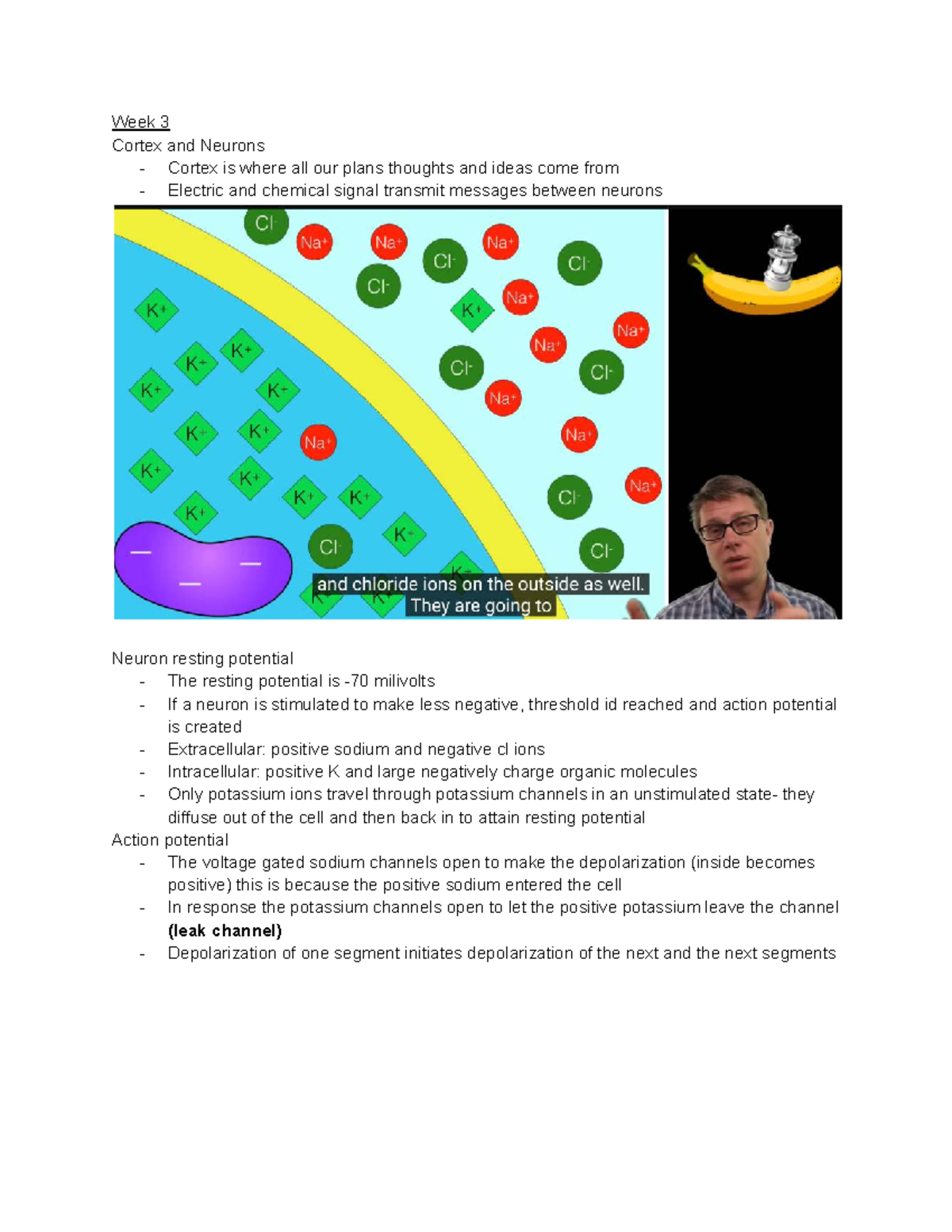 COGS 100 Winter 2023: Week 3 - Cortex and Neurons Overview - Studocu