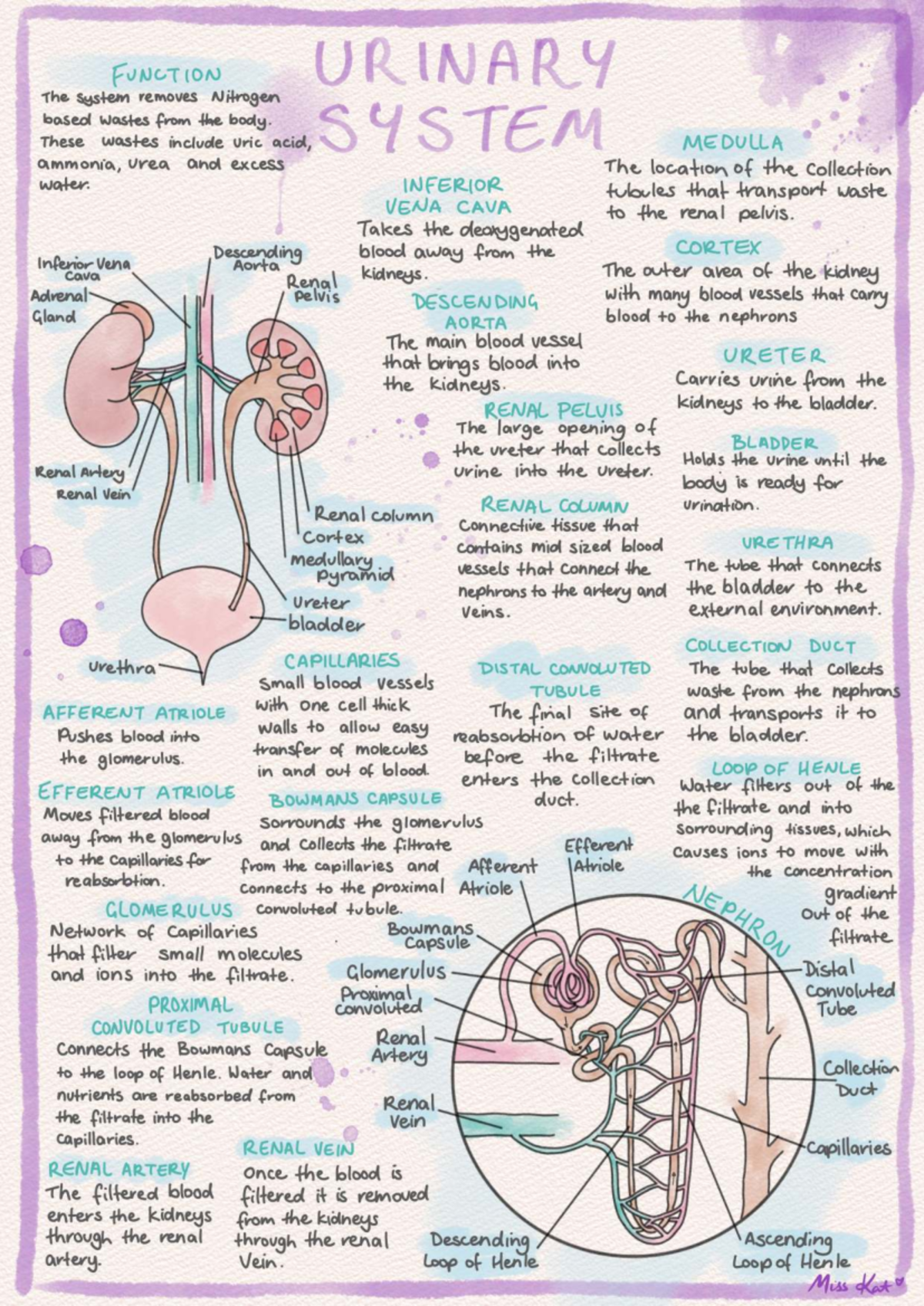 Urinary System Overview: Key Functions and Structures (BIO101) - Studocu