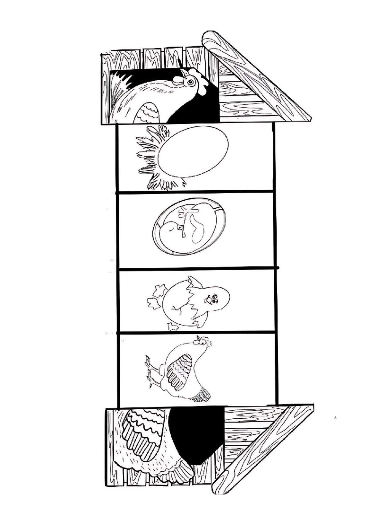 Chicken life cycle - esl craft project - english - M THE - Studocu