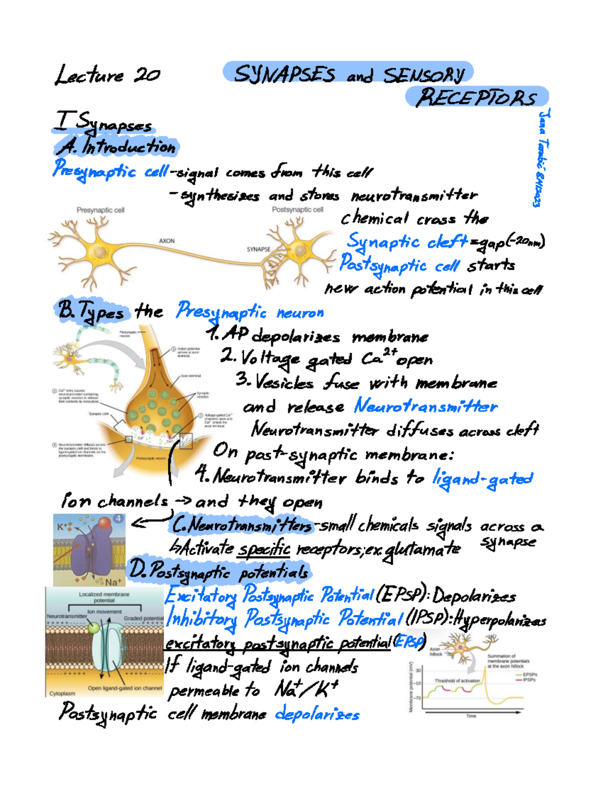 Synapses and Sensory Receptors Lecture Notes (Course Code: XX123) - Studocu