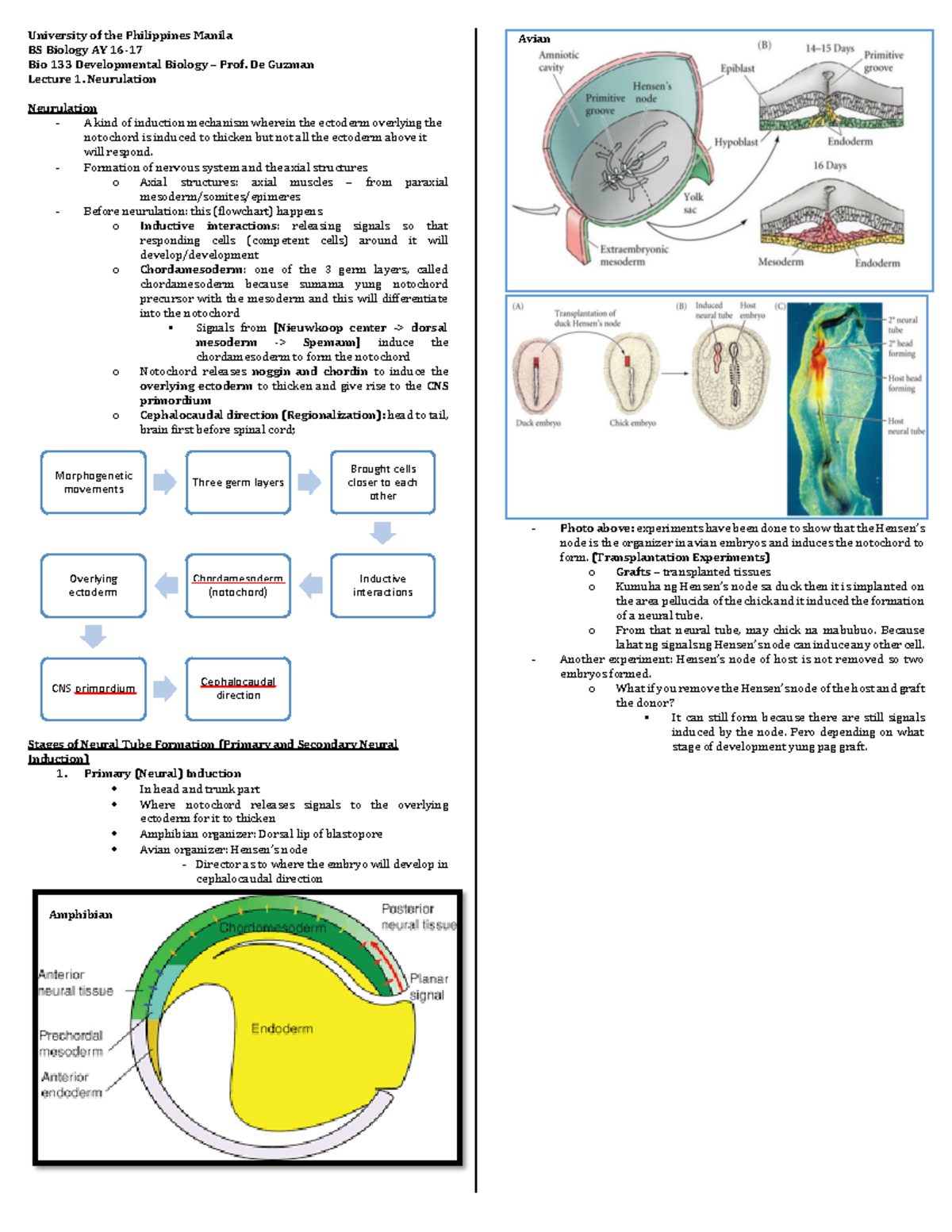 Bio 133 Neurulation - Lecture Notes on Developmental Biology - Studocu