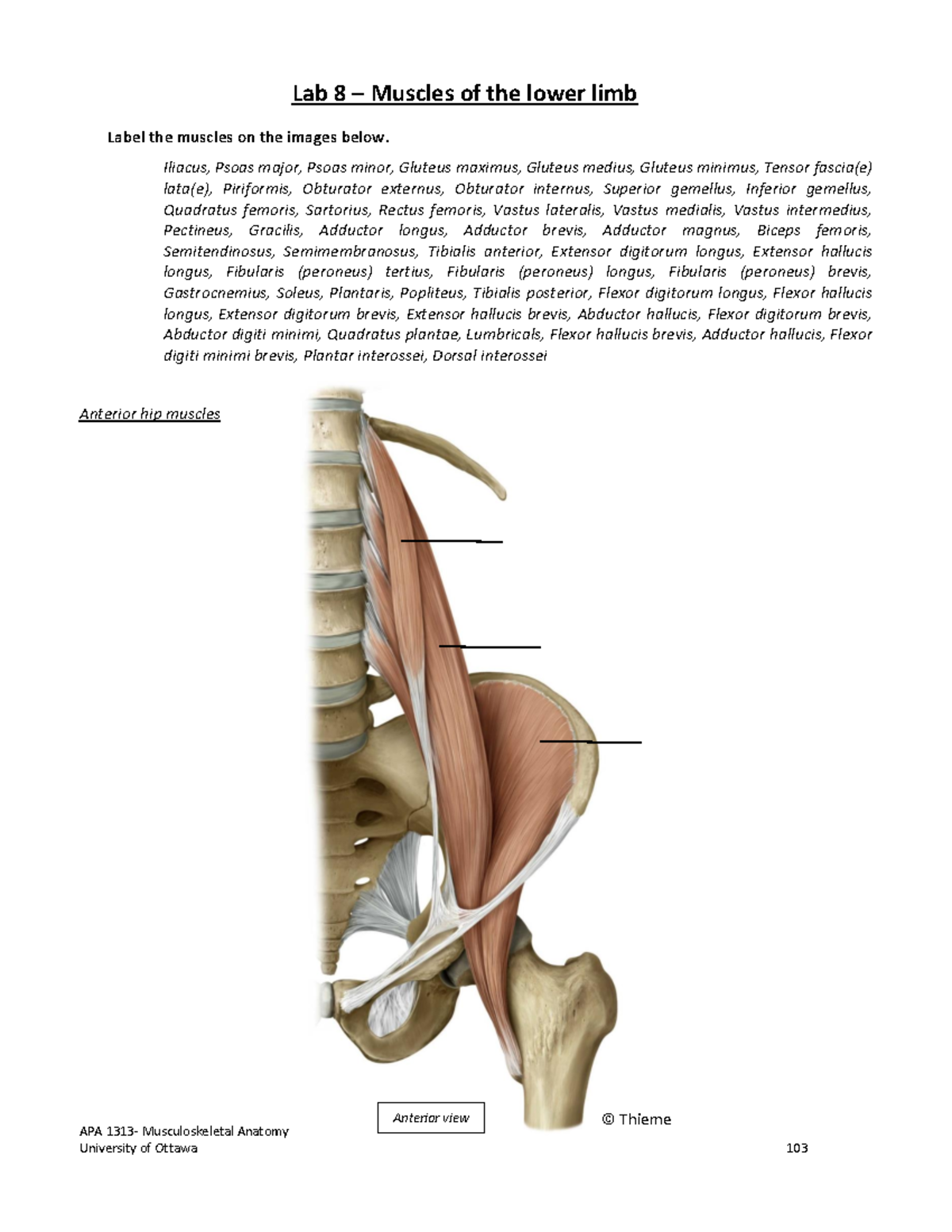 Lab 8: Muscles of the Lower Limb - Identification and Labeling - Studocu