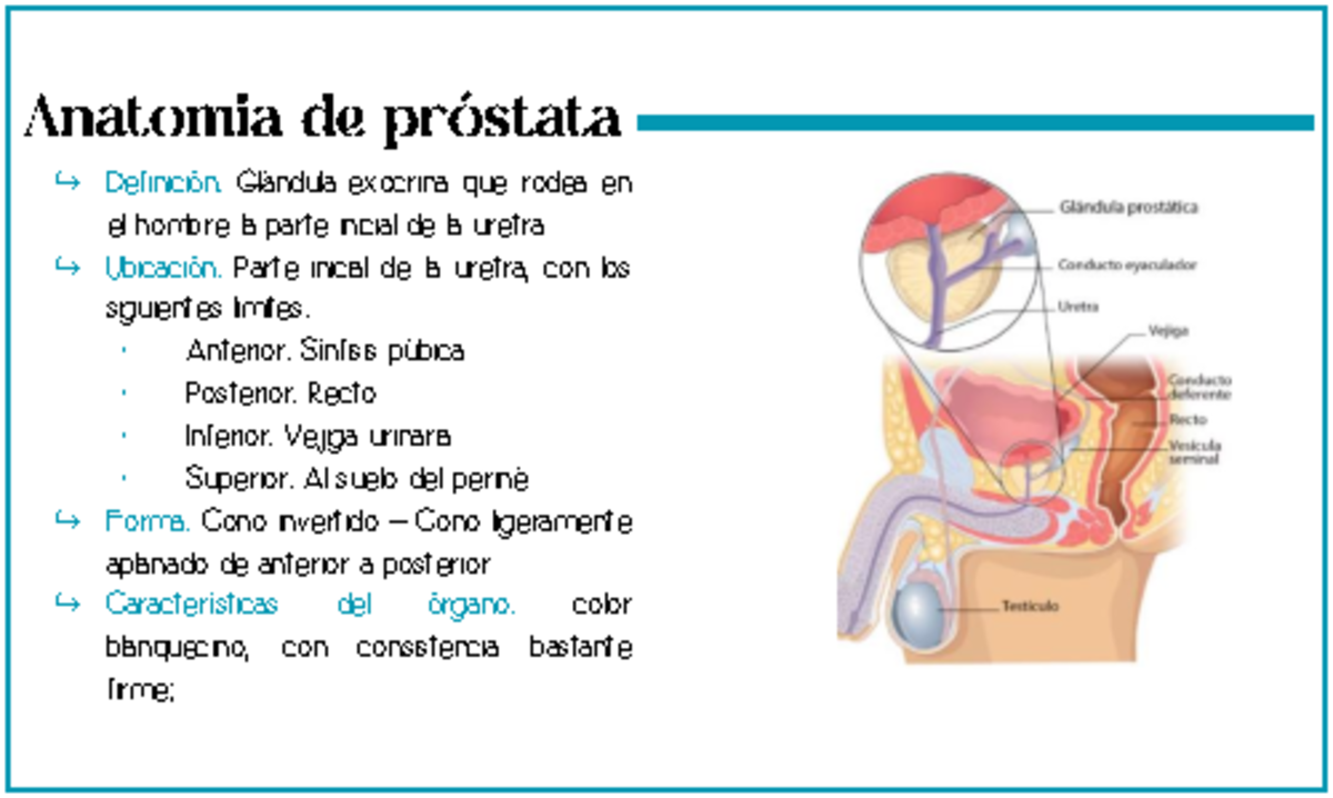 Anatomía de la Próstata: Estructura y Función Esencial - Studocu