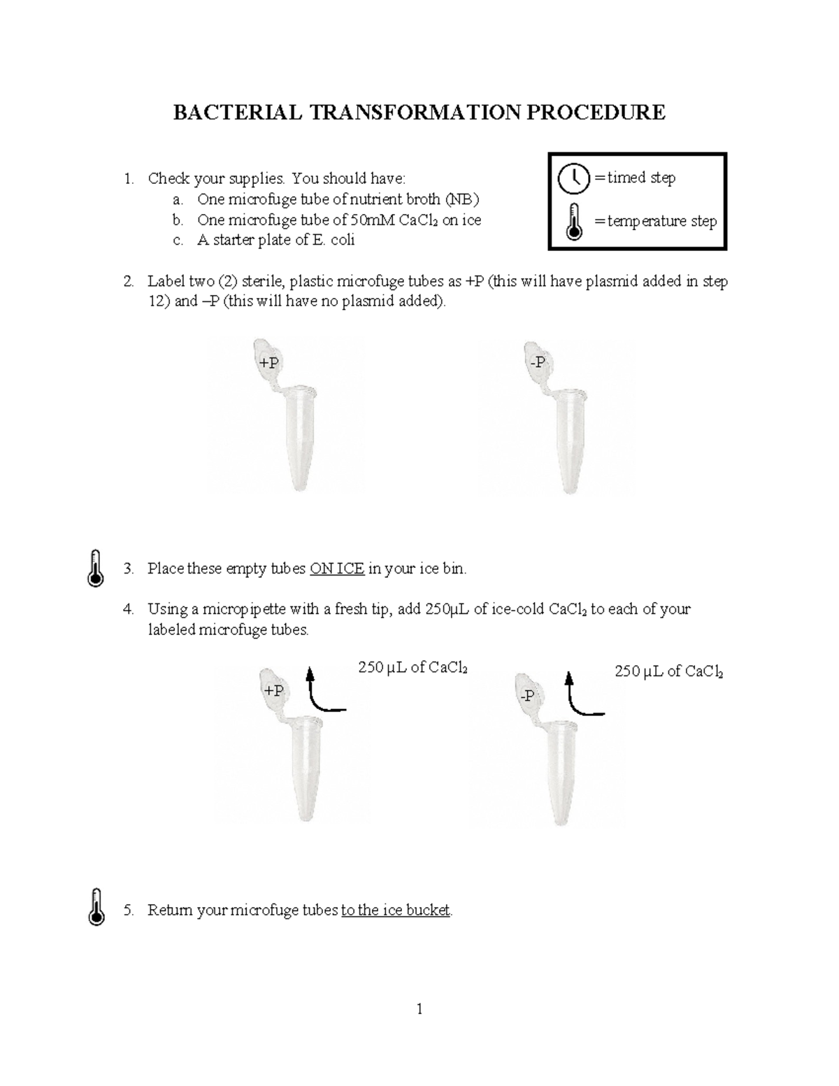 BIOL 111L Final Lab Report on Bacterial Transformation Procedures - Studocu