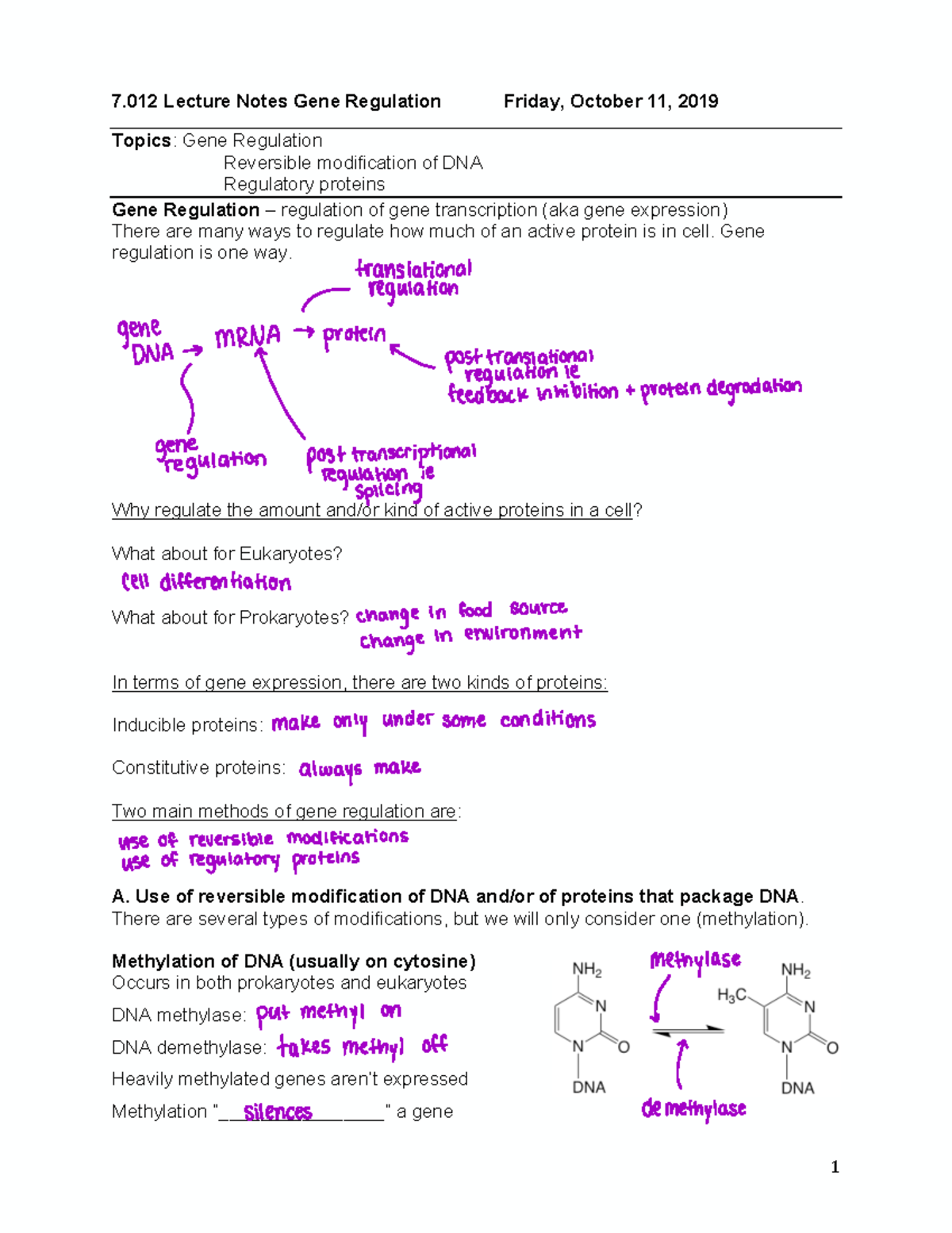 3.2 Gene Regulation - Lecture notes 15 - 7 Lecture Notes Gene ...