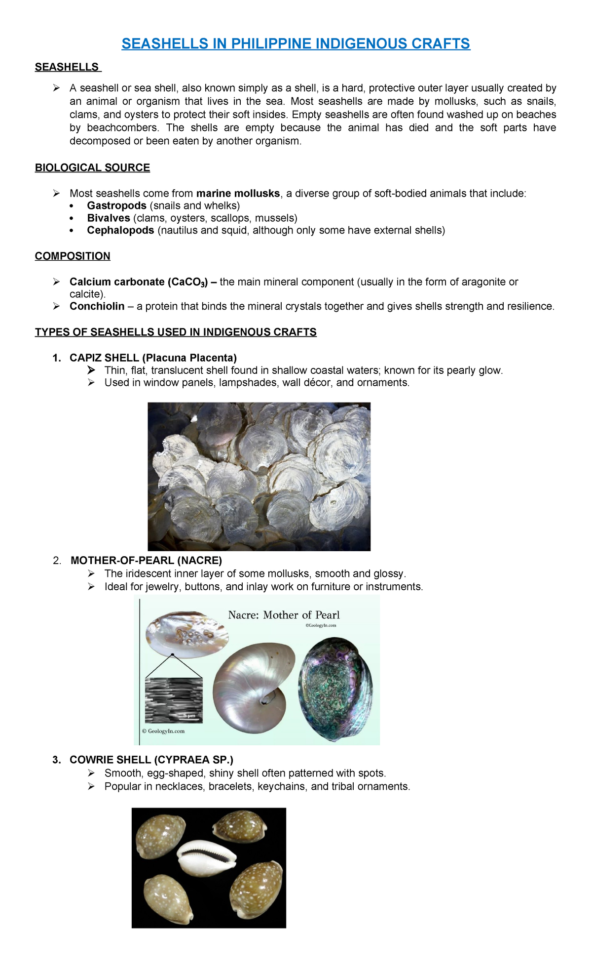 Types Of Seashells In The Philippines