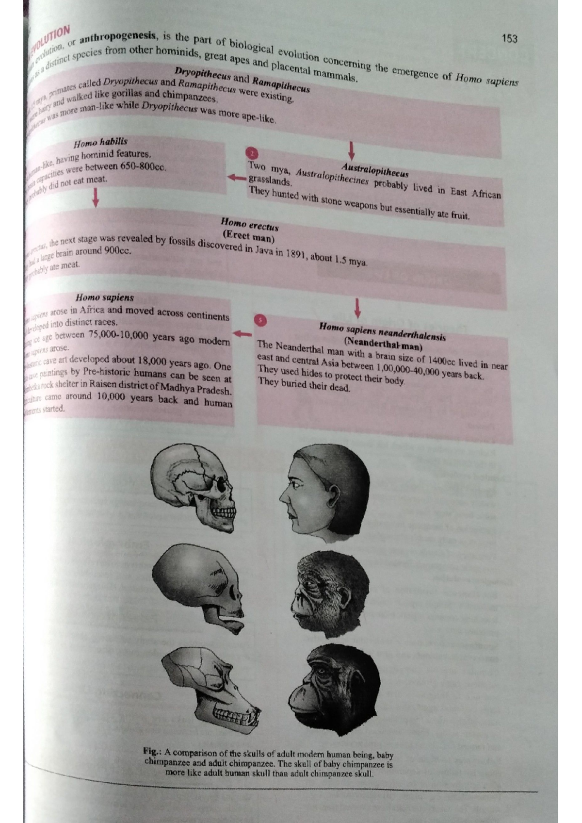 Class 12 Bio: Evolution of Homo Sapiens and Related Hominids - Studocu