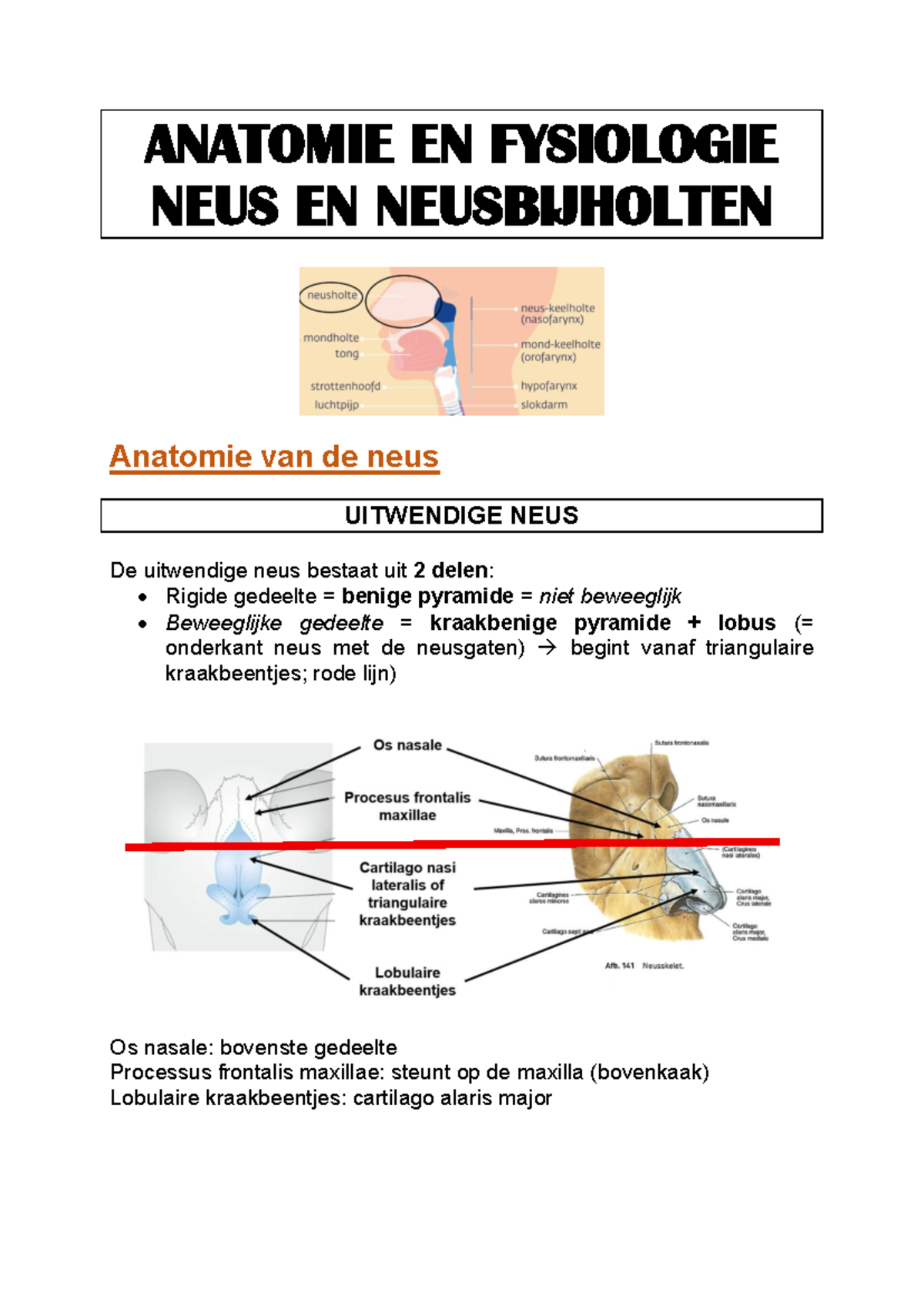 Samenvatting Anatomie en Fysiologie van de Neus en Neusbijholten - Studocu
