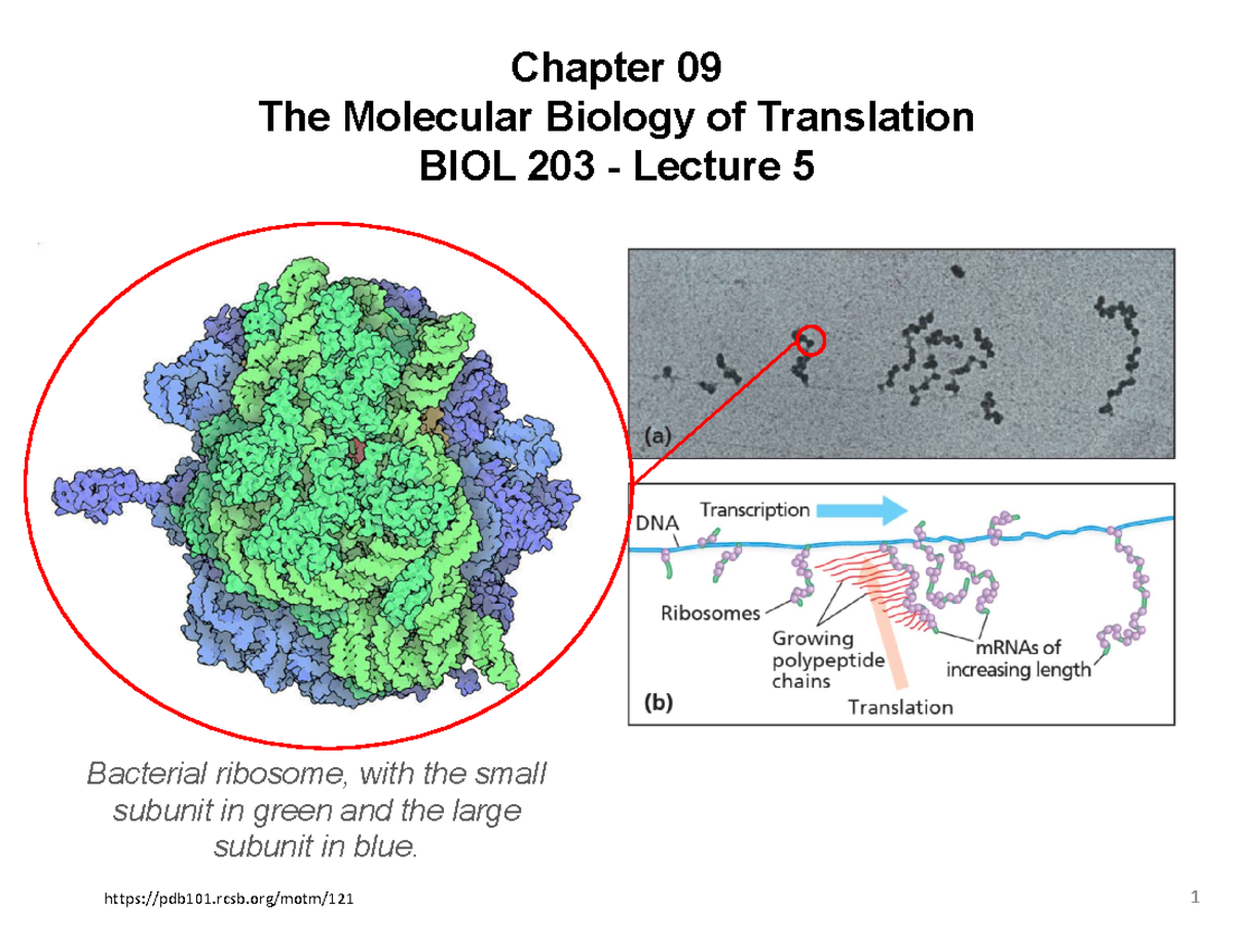 Lecture 5: Molecular Biology of Translation - BIOL 203 - Studocu