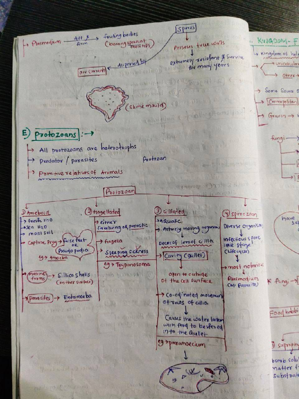 Biol 101 - Study Guide on Protozoans and Parasites for Exams - Studocu