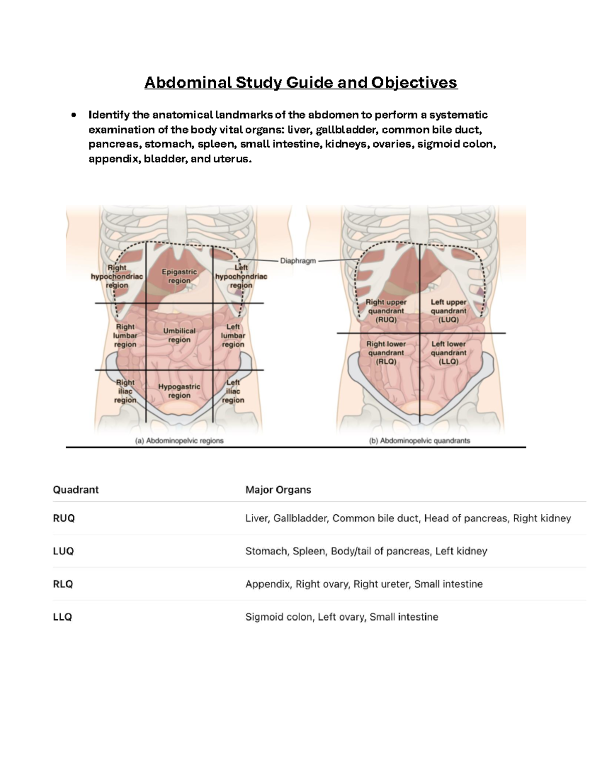 Abdominal Anatomy & Assessment Study Guide (NUR 101) - Studocu