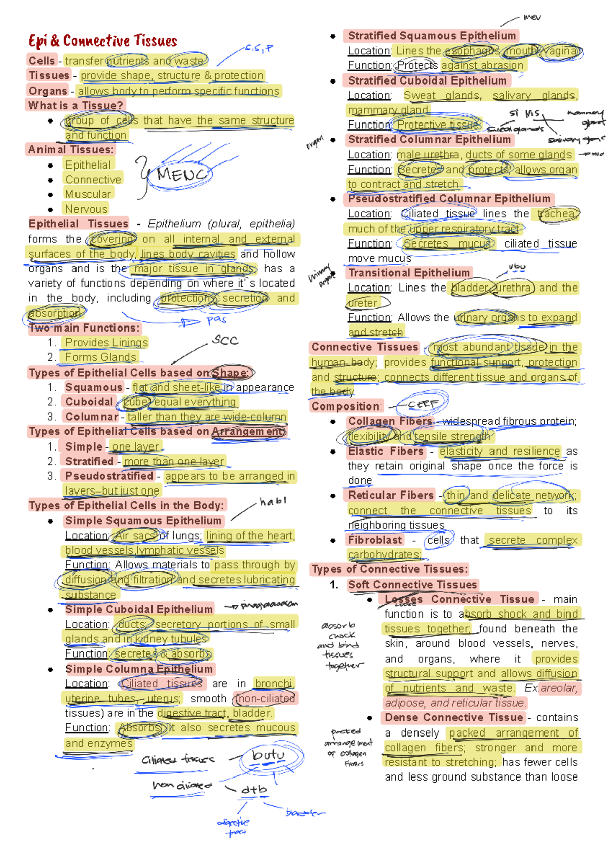 Biolec- Long Quiz on Epithelial and Connective Tissues - Studocu