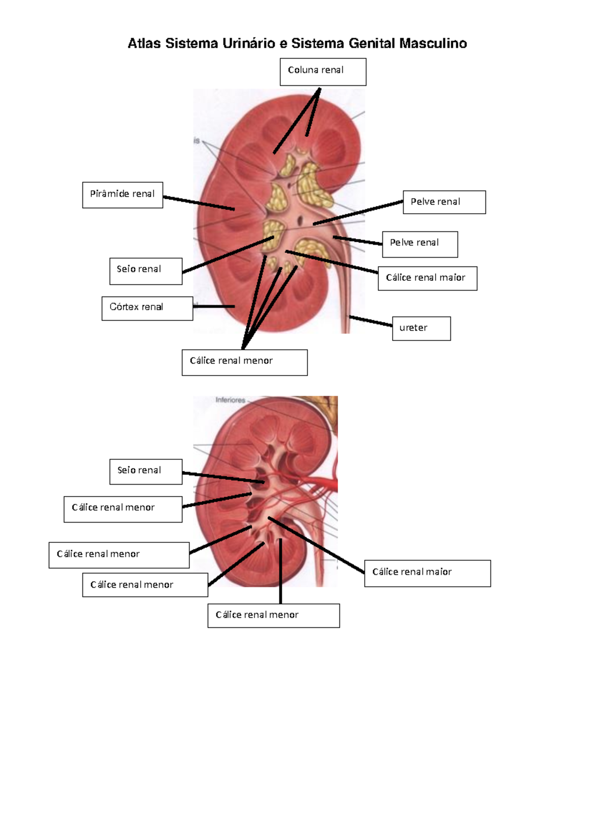Atlas do Sistema Urinário e Genital Masculino - Anatomia e Funções ...