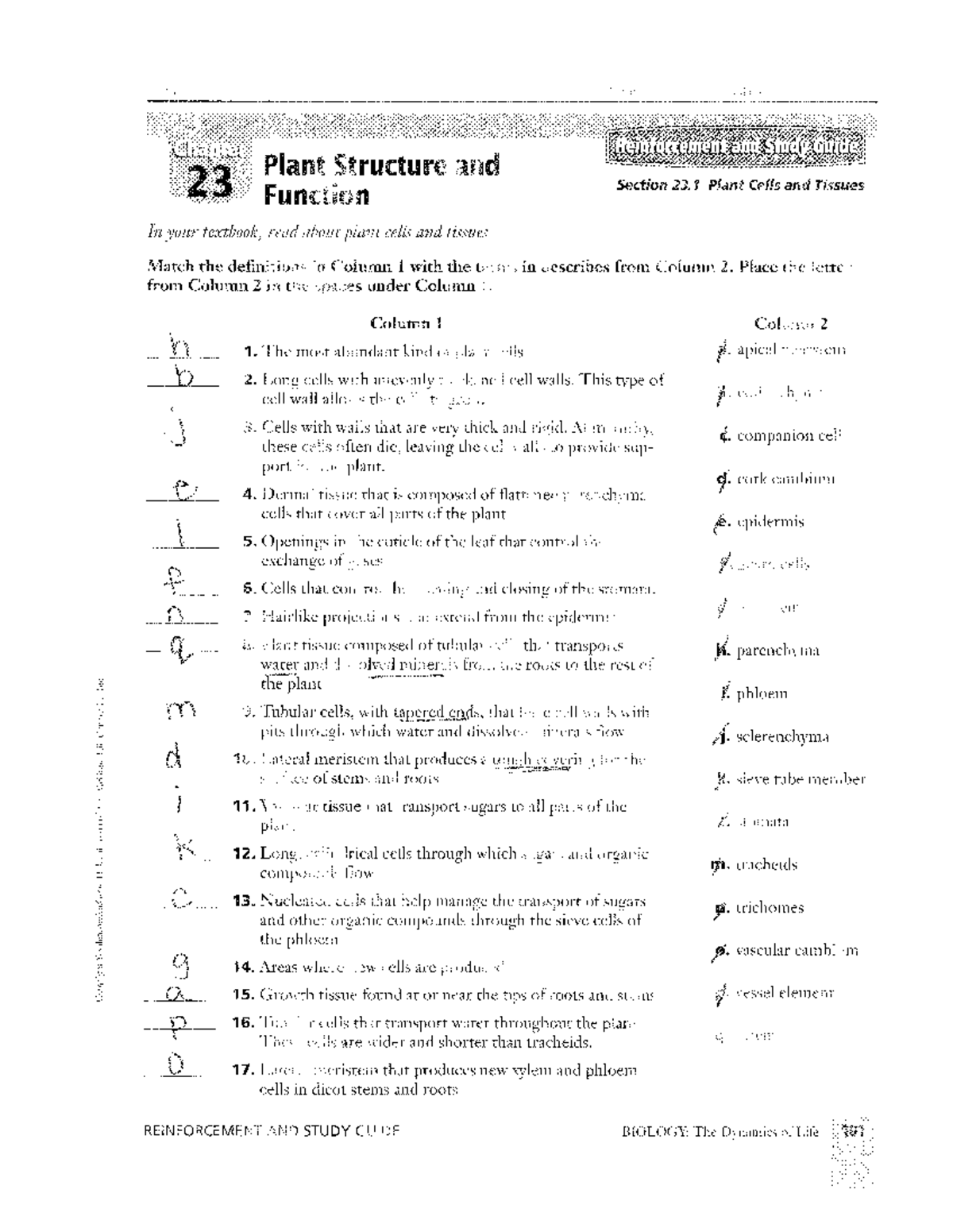 Reinforcement and Study Guide: Plant Structure & Function (BIO 101 ...