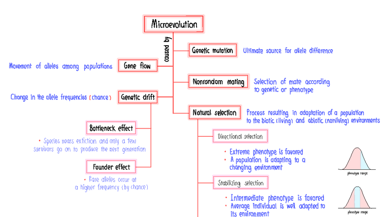 Microevolution Conceptual Map: Genetic Mutation & Allele Dynamics - Studocu