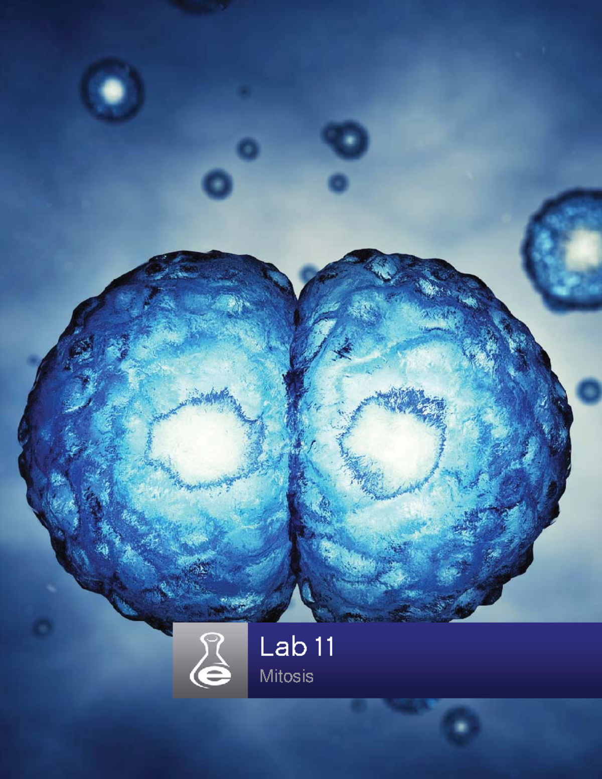 Mitosis Study Guide: Insights from Lab 11 Manual - Studocu