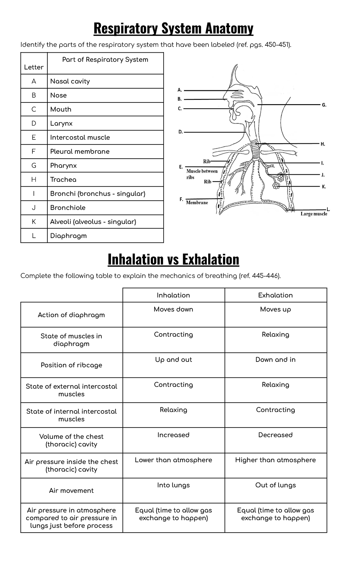 01.1 Respiratory System Worksheet: Anatomy & Breathing Mechanics - Studocu